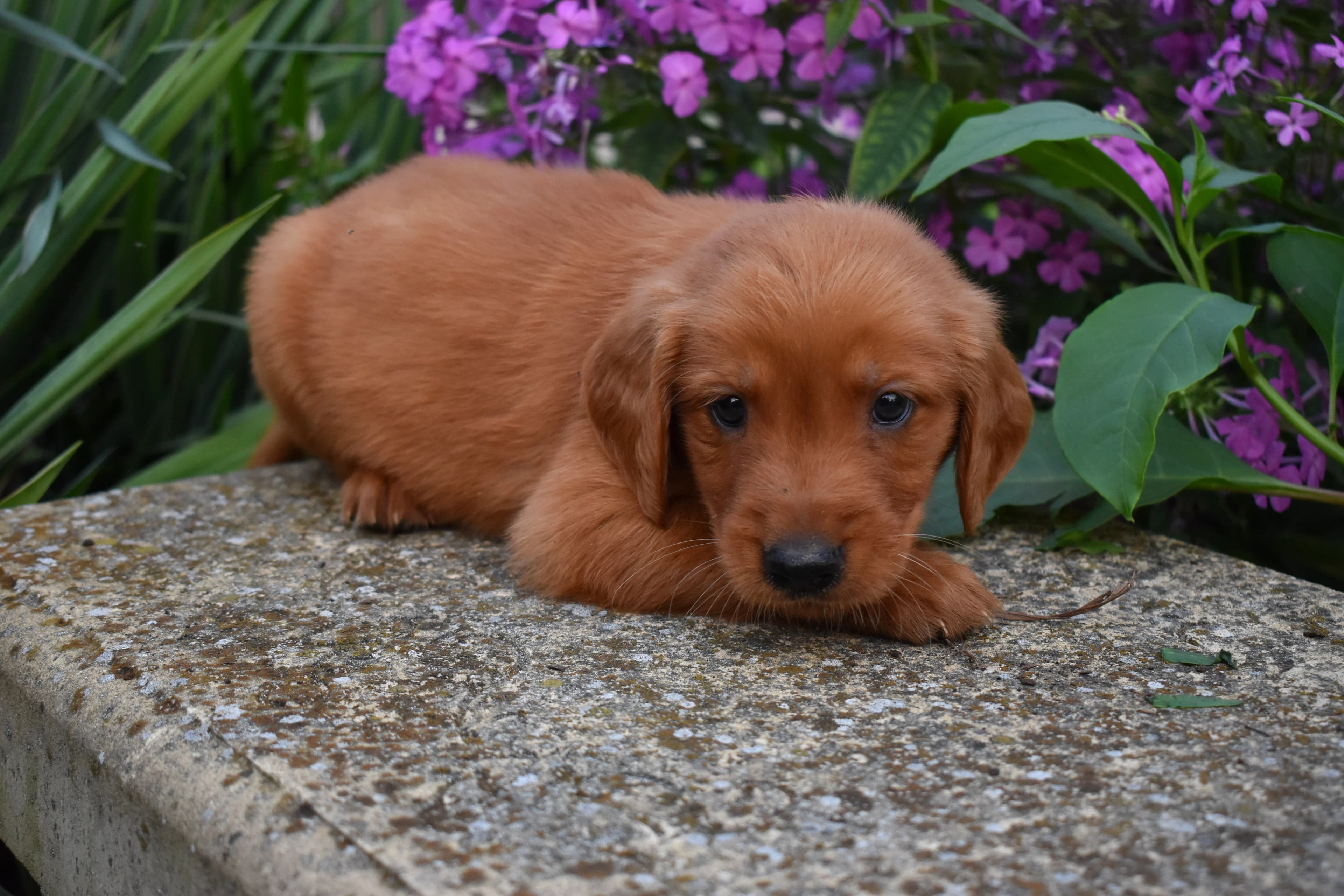 Farley, Golden Retriever puppy — photo 7