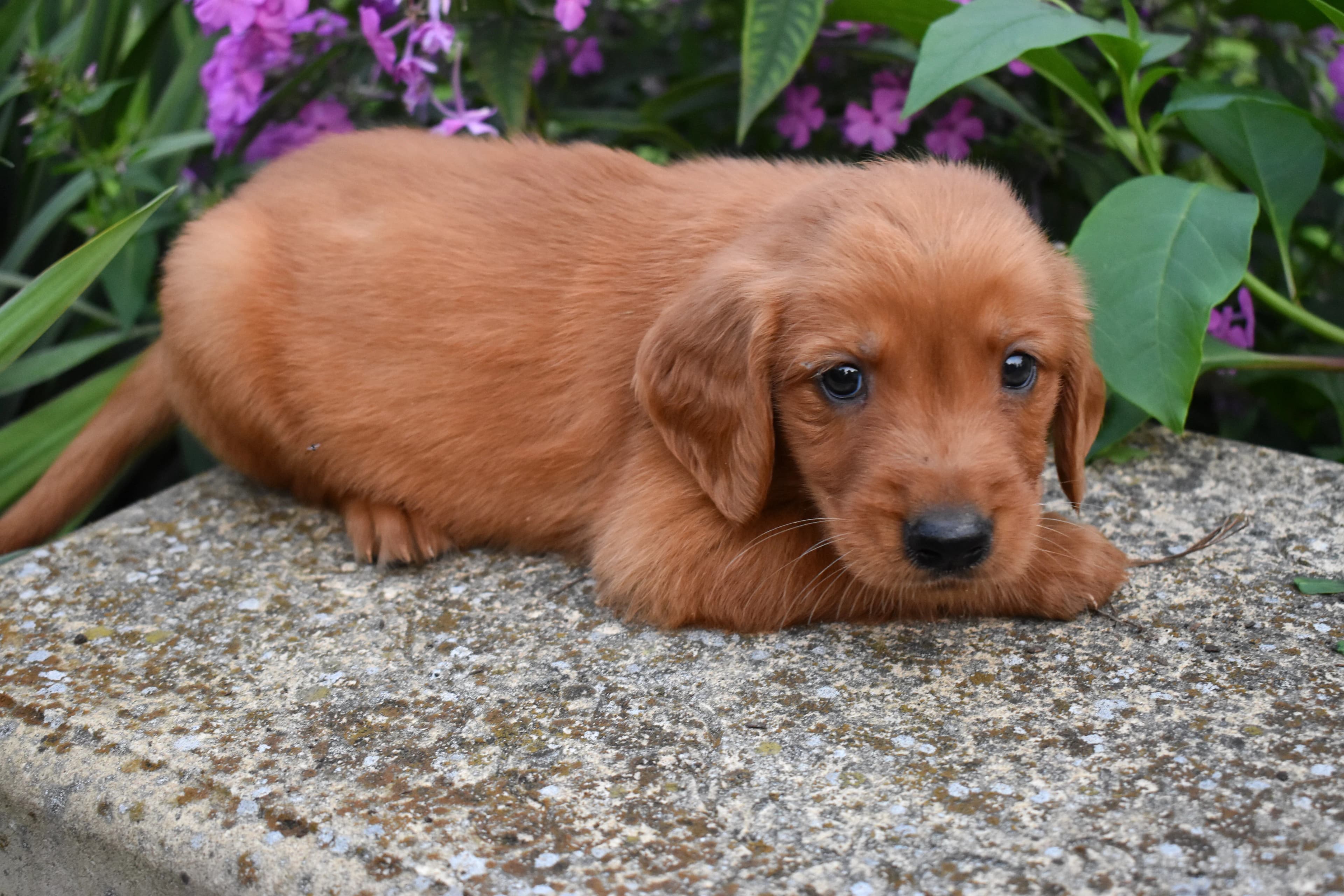 Farley, Golden Retriever puppy — photo 8