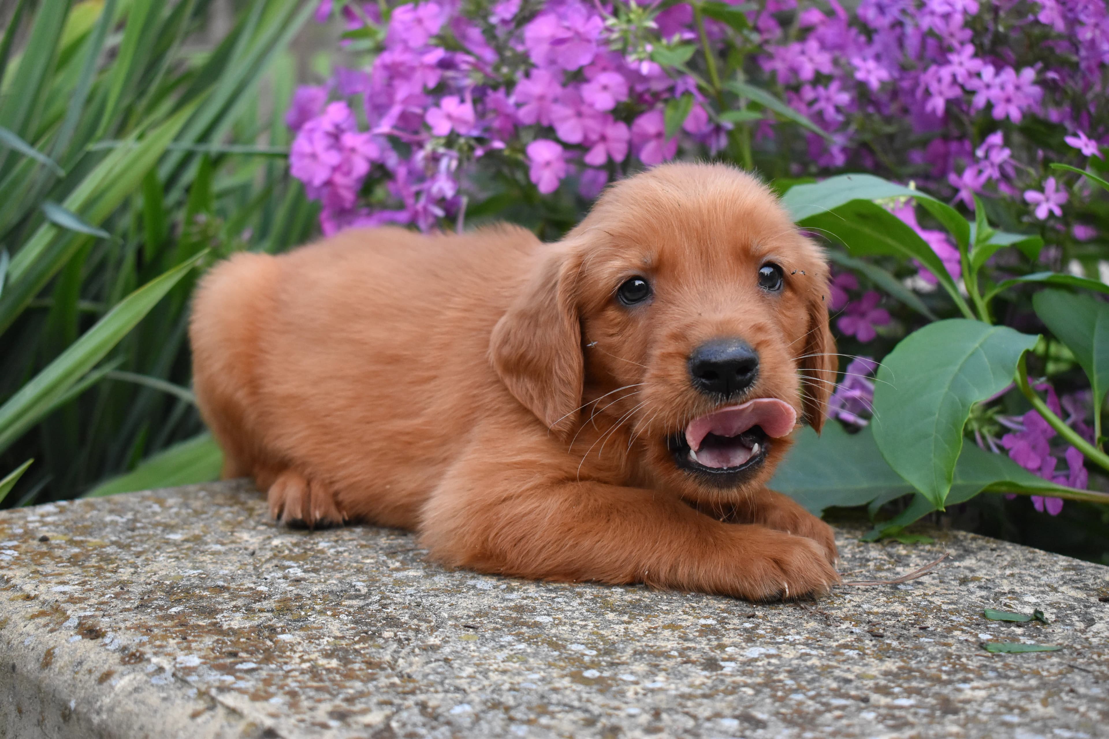 Farley, Golden Retriever puppy — photo 9