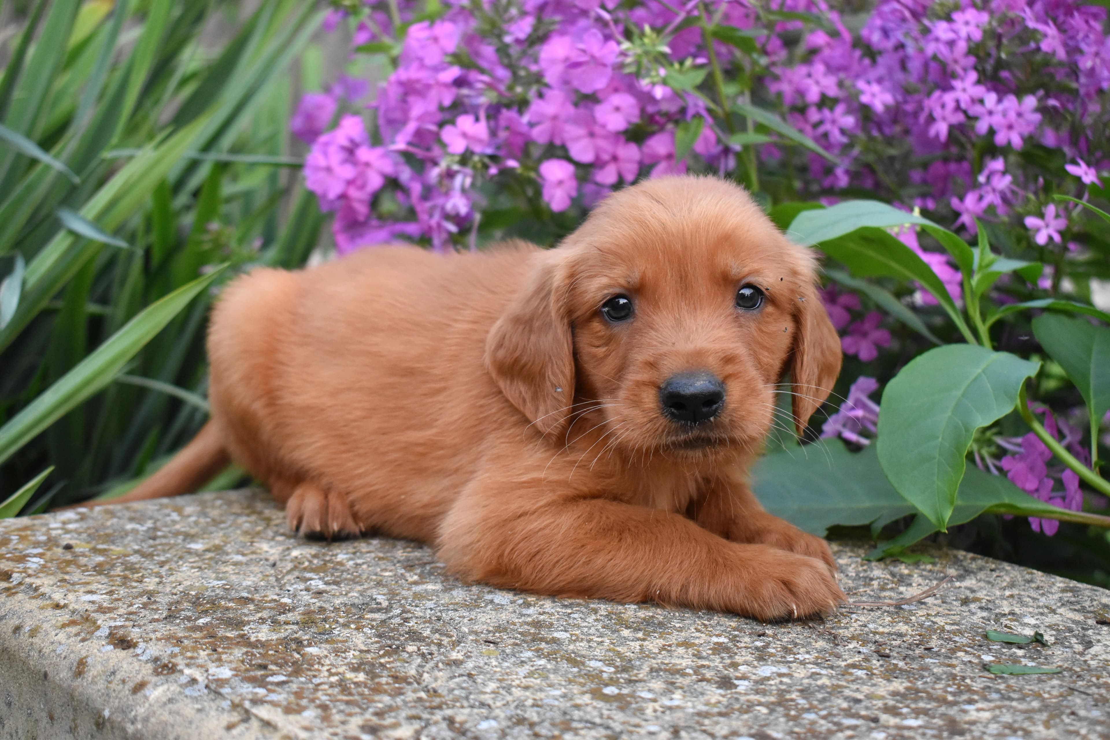 Farley, Golden Retriever puppy — photo 10