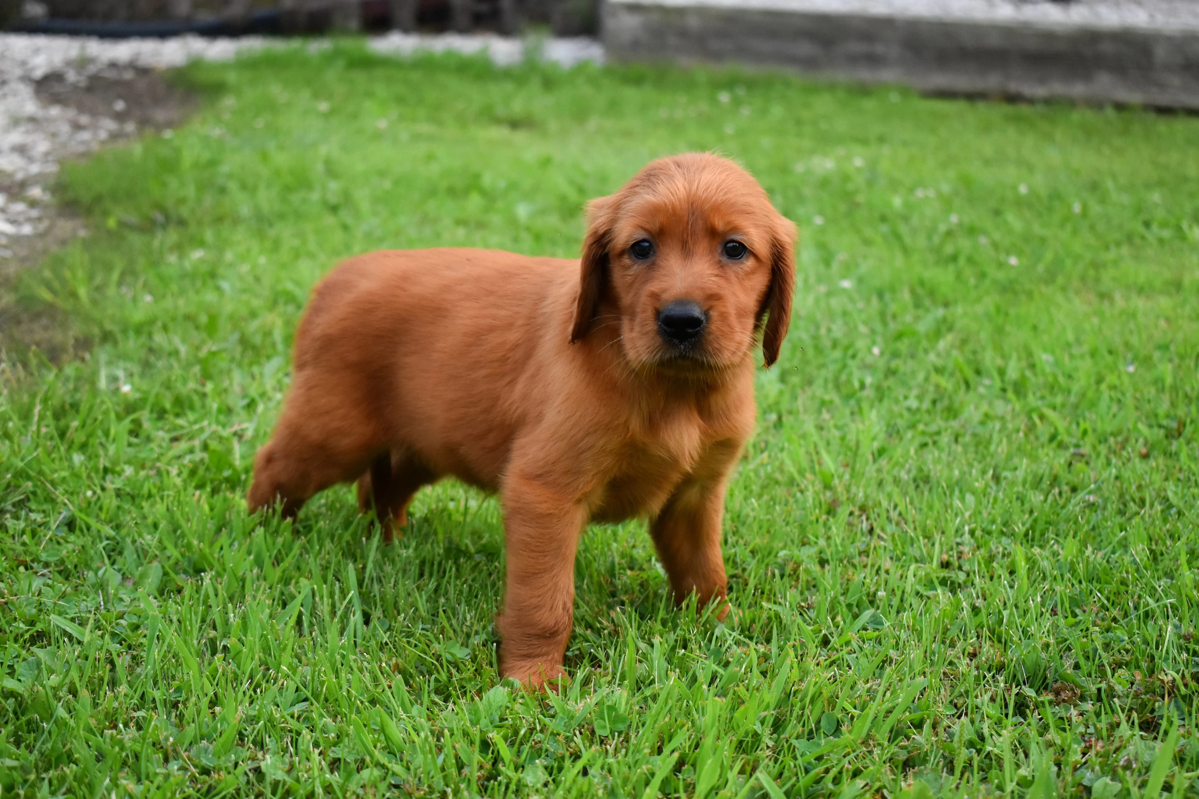 Golden Retriever puppy