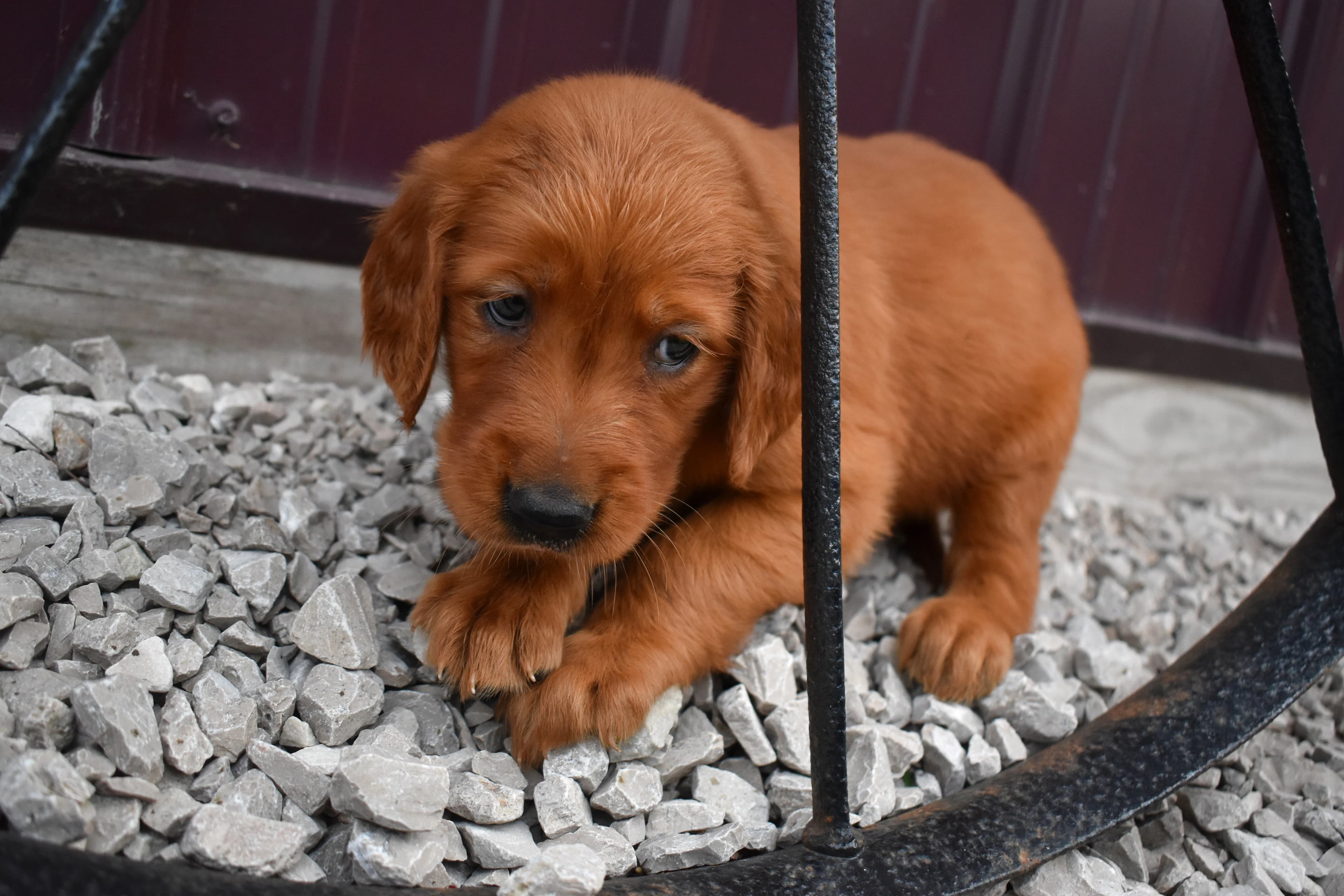 Fawn, Golden Retriever puppy — photo 2