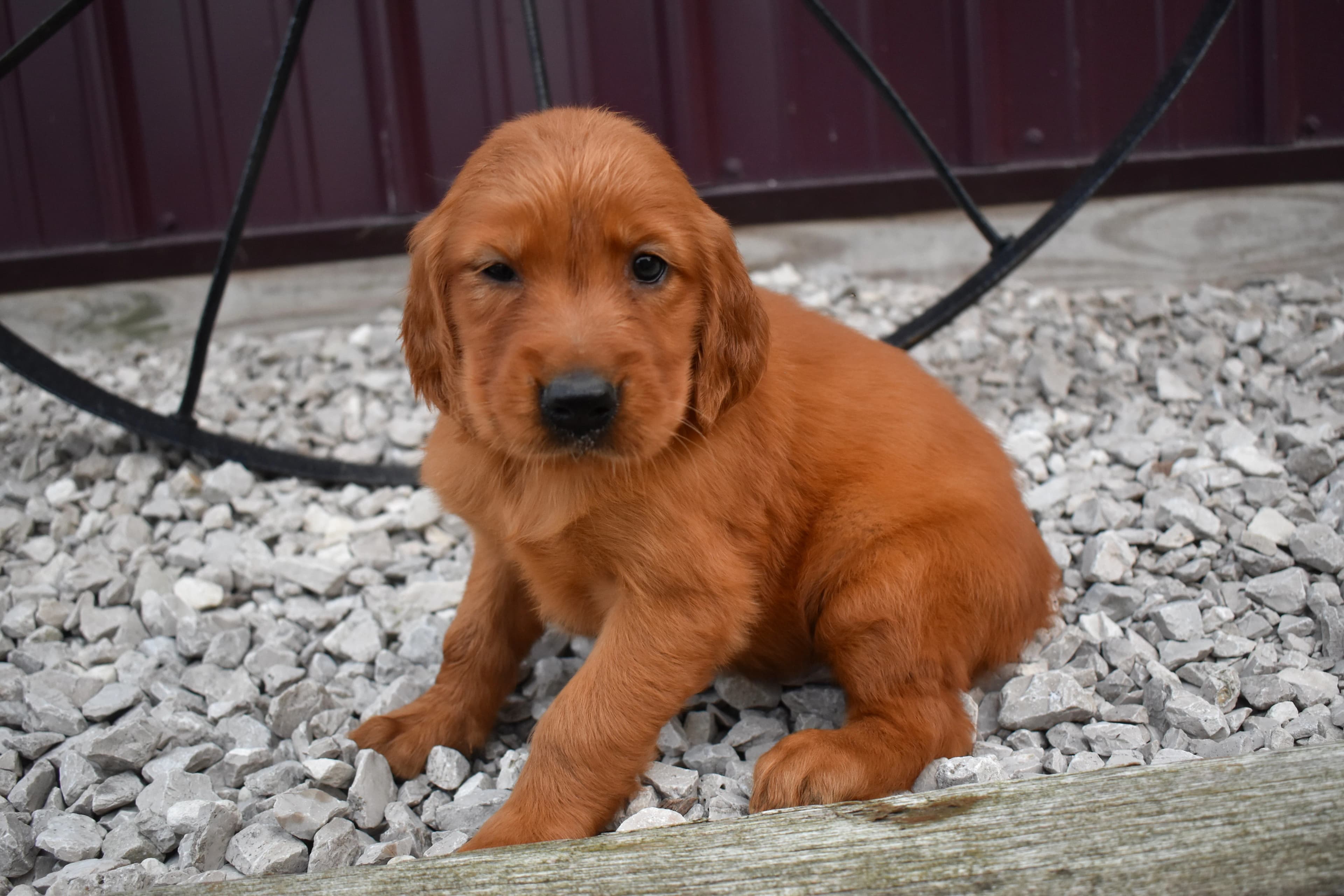 Fawn, Golden Retriever puppy — photo 3