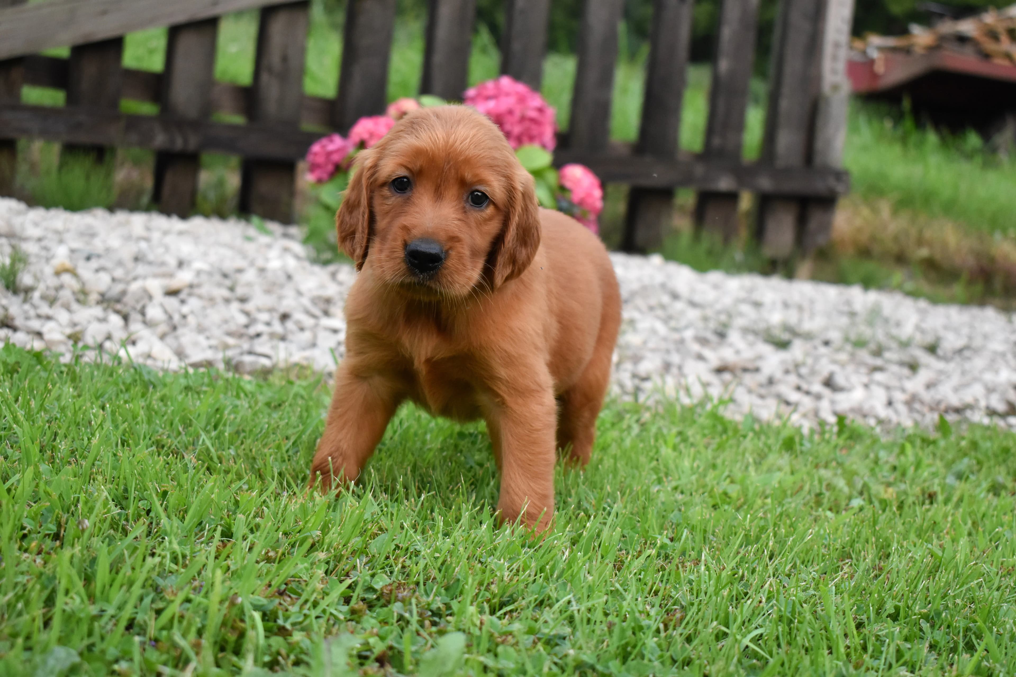 Fawn, Golden Retriever puppy — photo 5