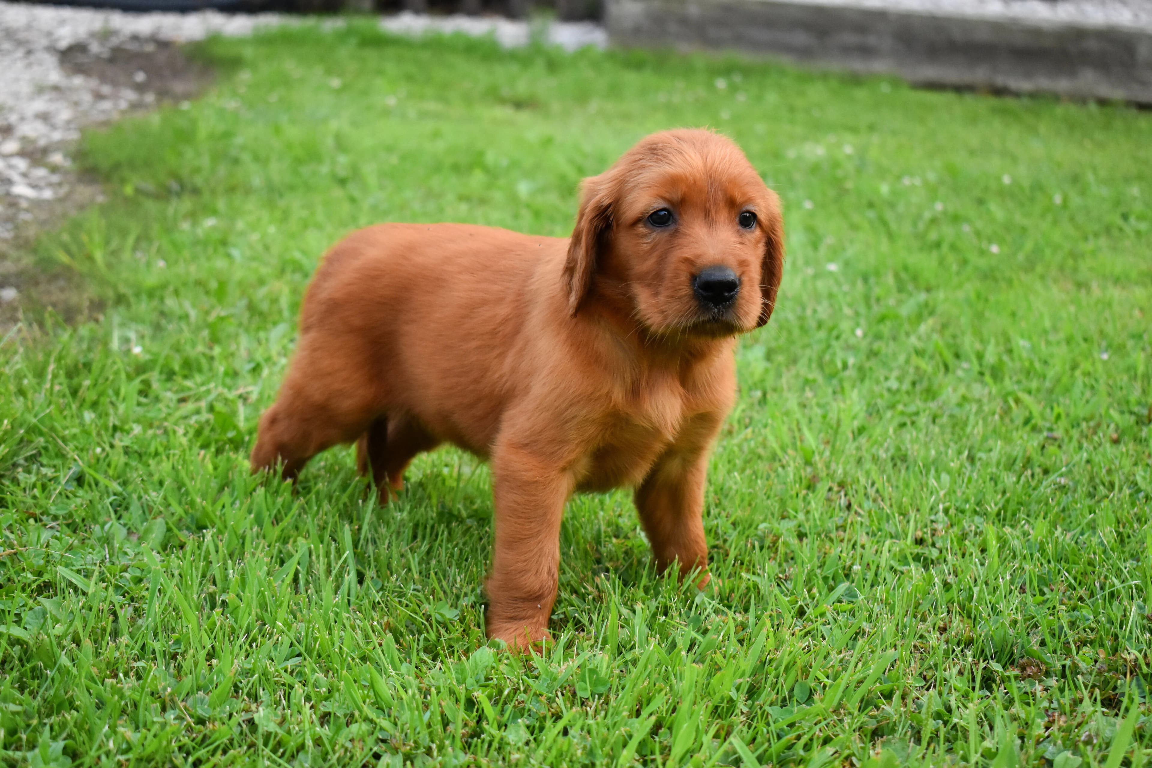 Fawn, Golden Retriever puppy — photo 7