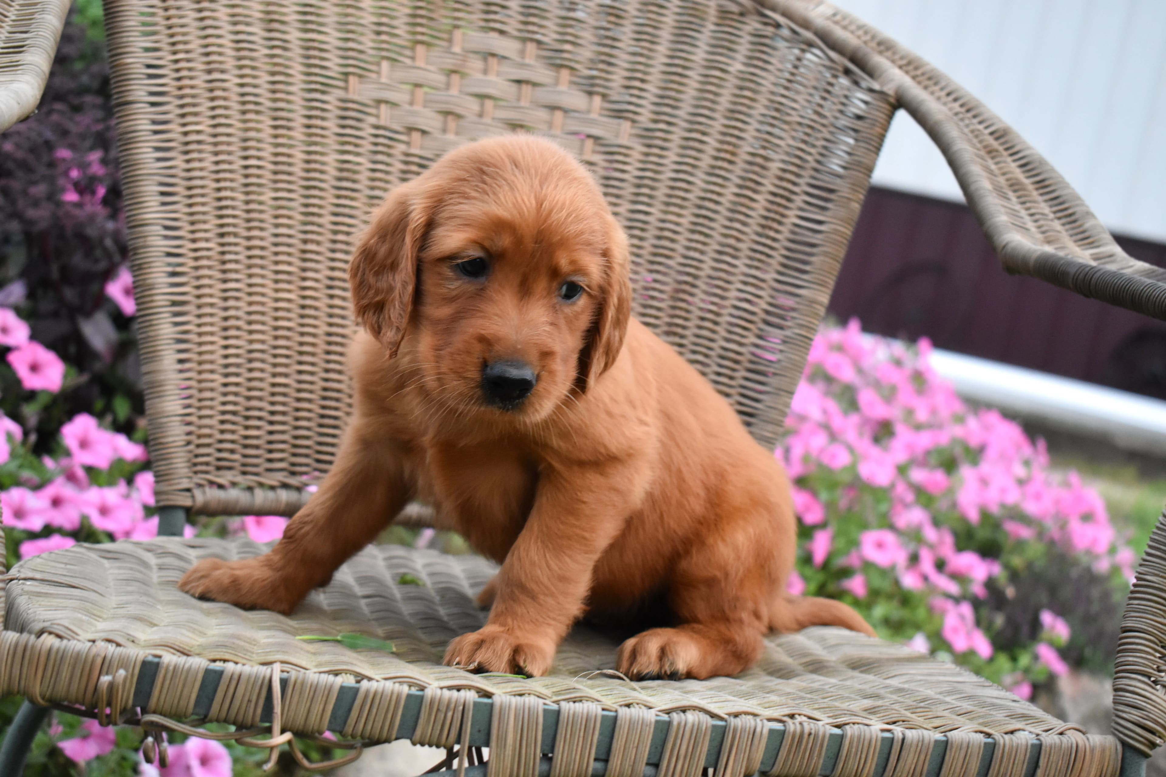 Fawn, Golden Retriever puppy — photo 8