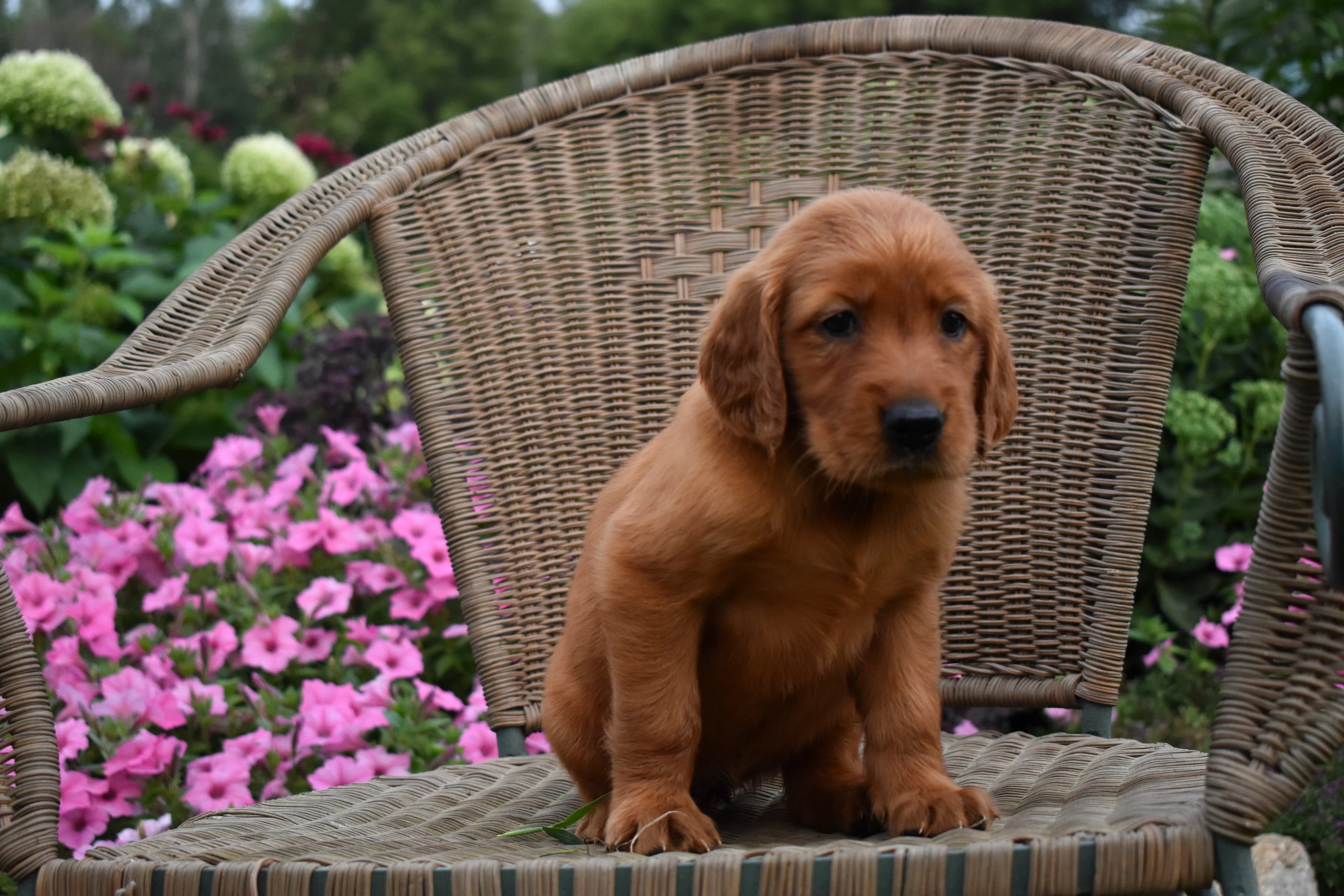 Fawn, Golden Retriever puppy — photo 9