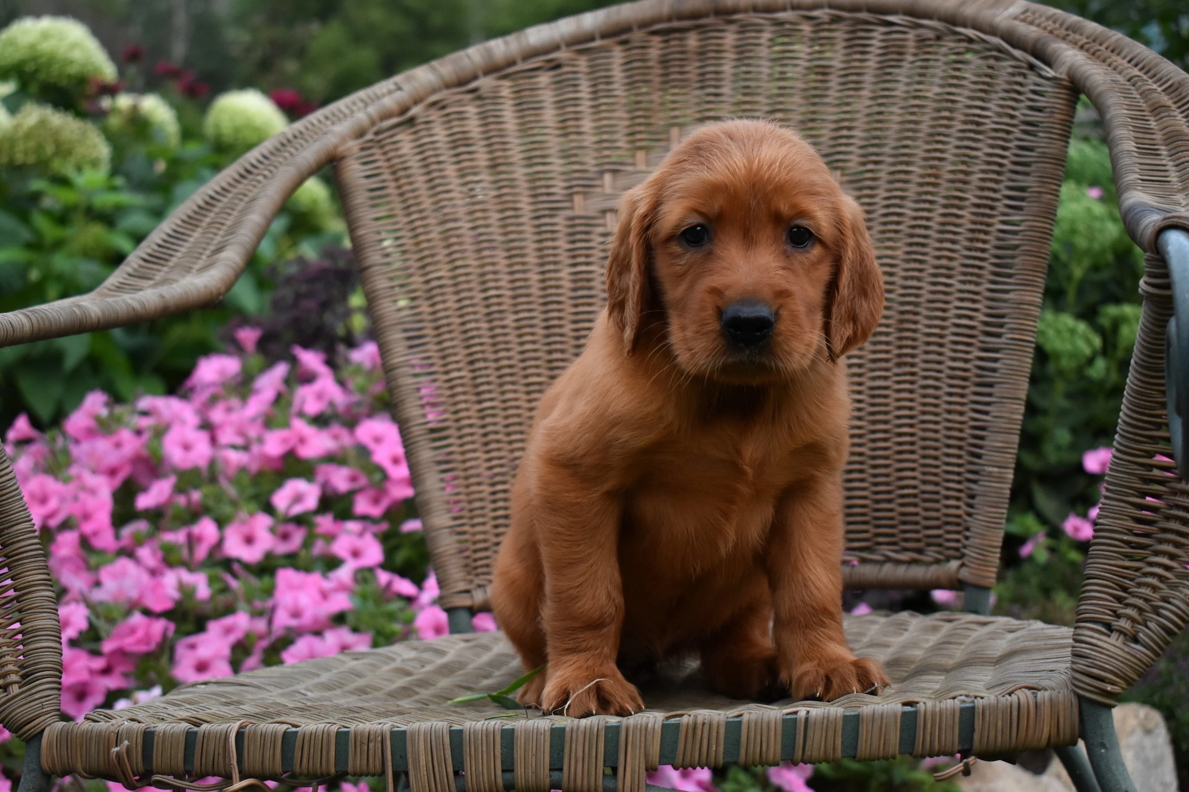 Fawn, Golden Retriever puppy — photo 10