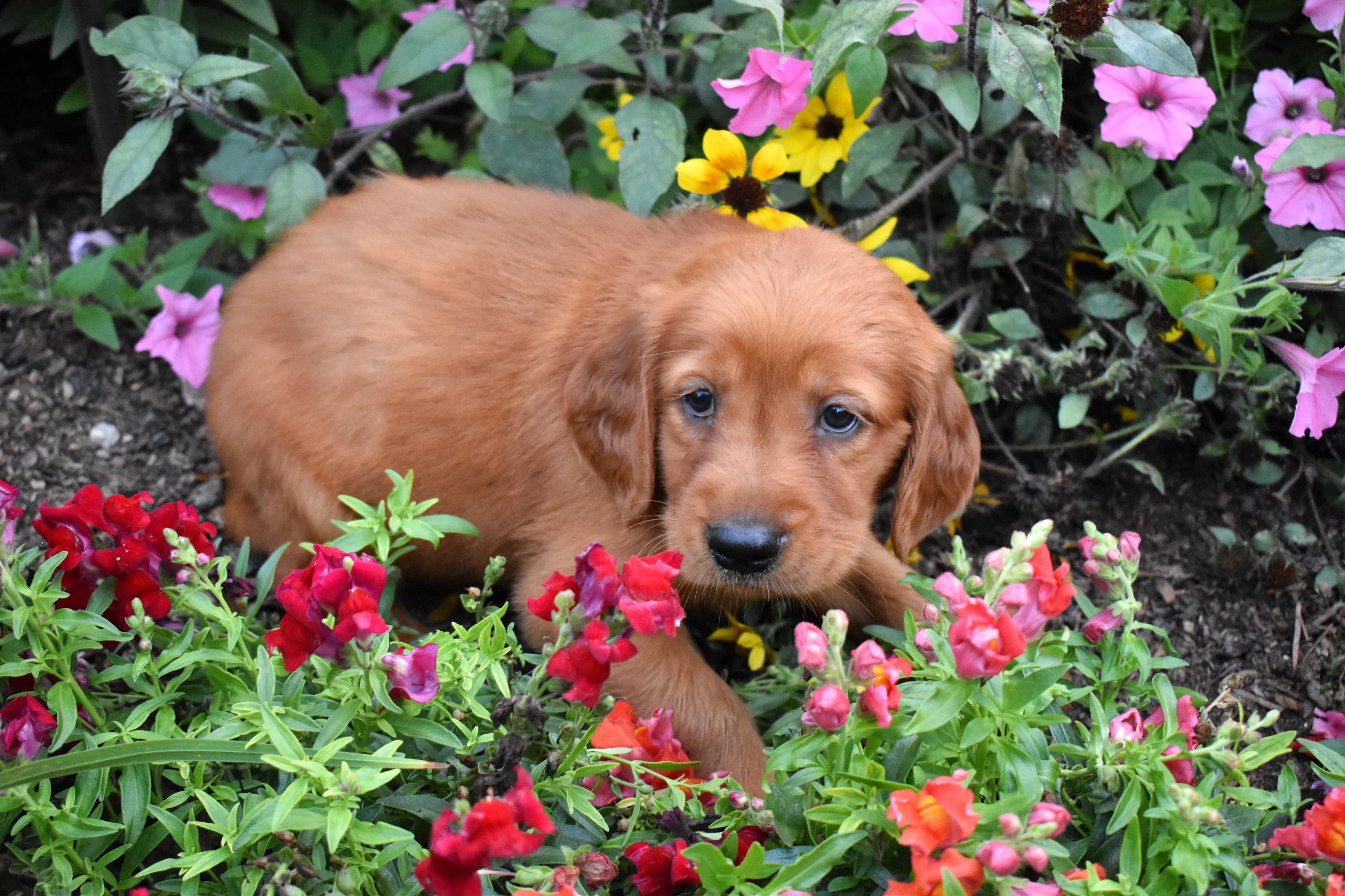 Golden Retriever puppy
