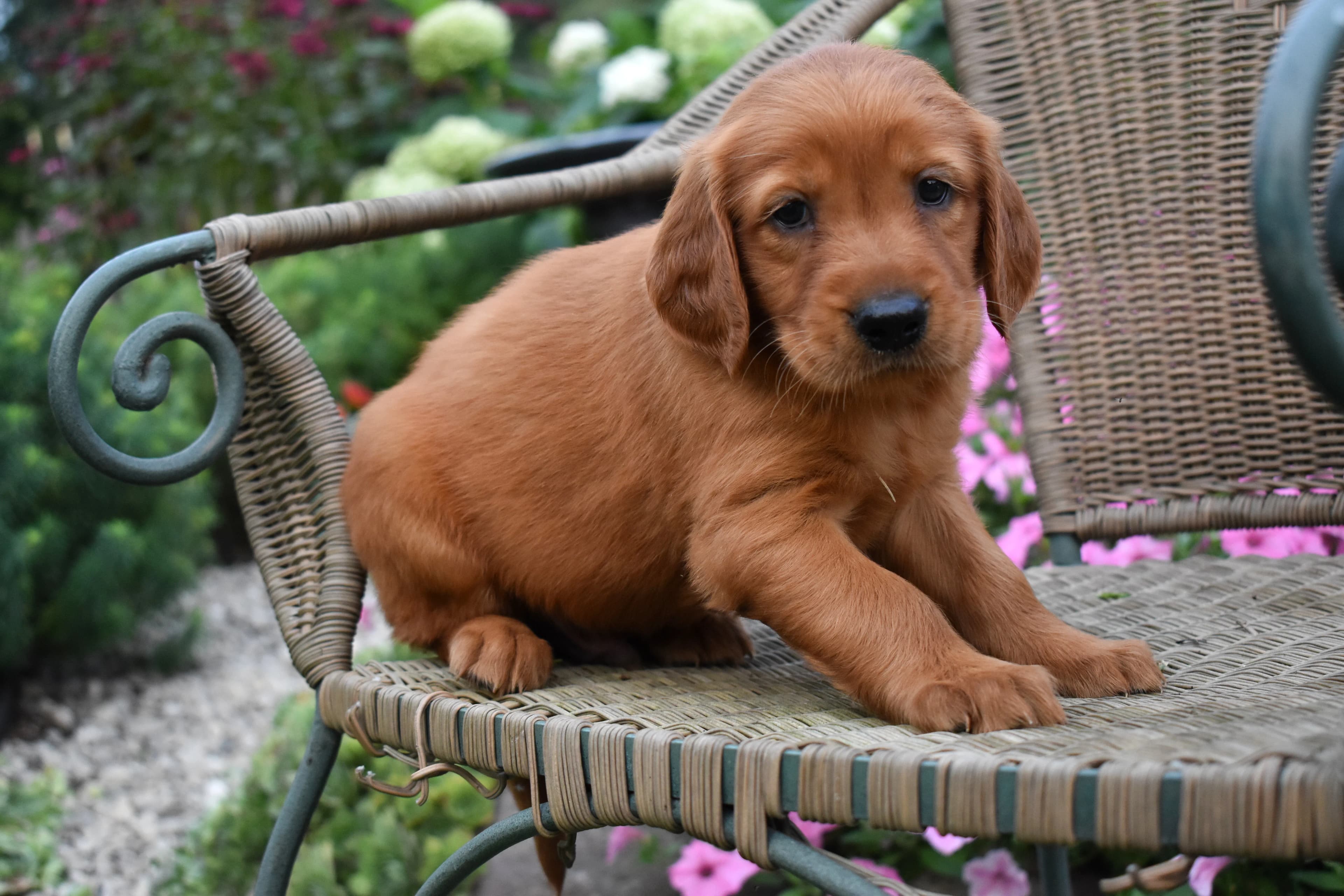 Fenton, Golden Retriever puppy — photo 2