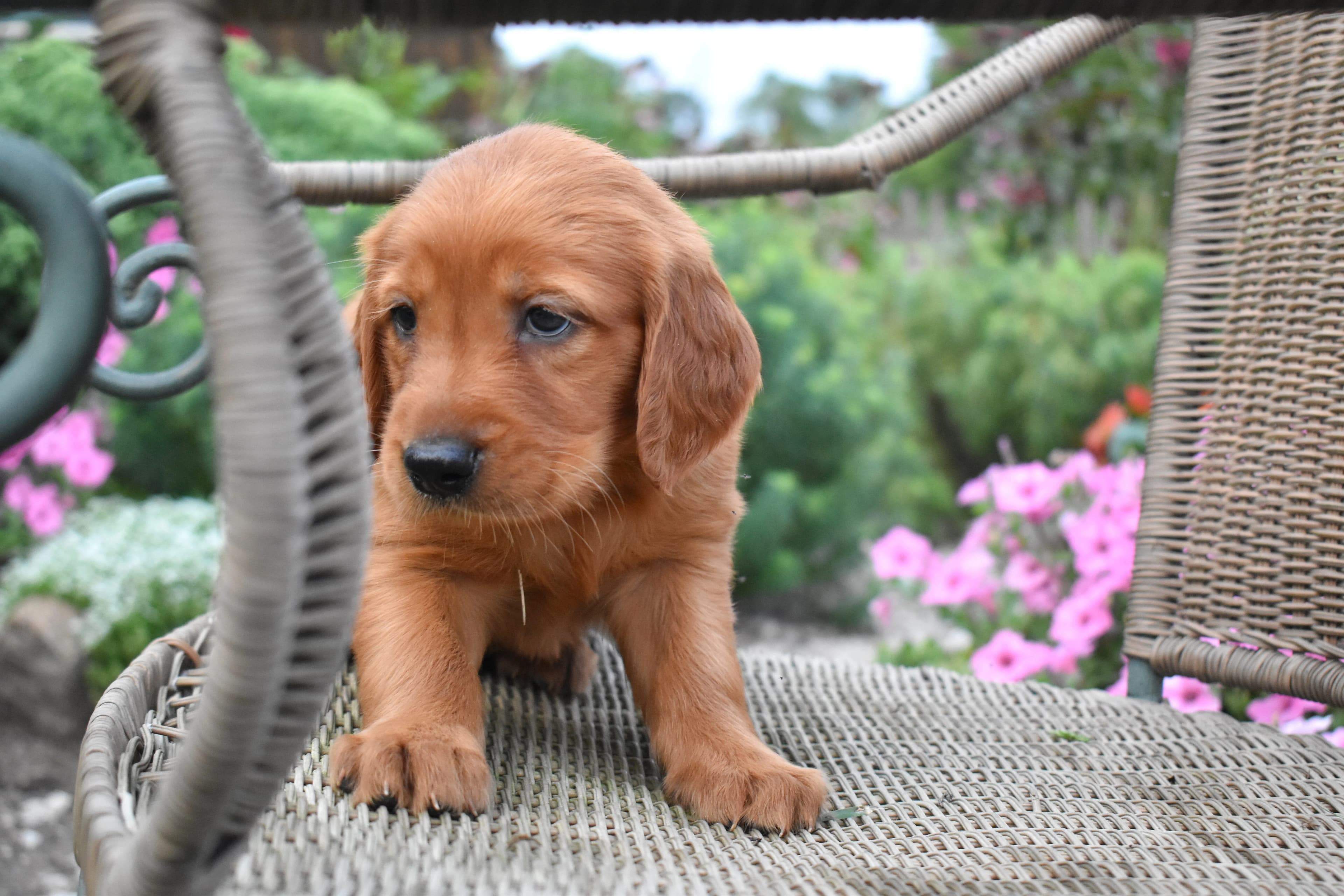 Fenton, Golden Retriever puppy — photo 3