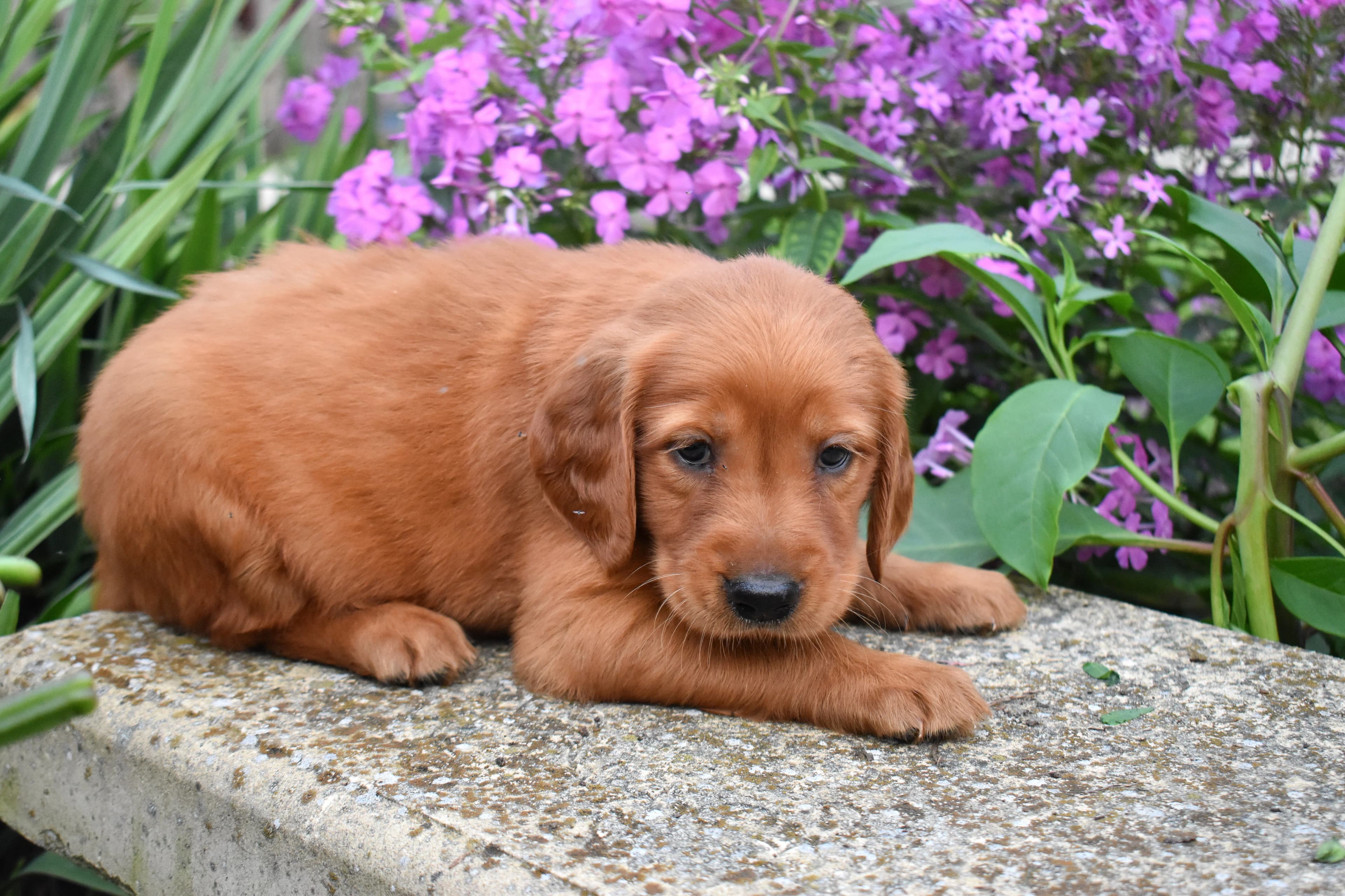 Fenton, Golden Retriever puppy — photo 4