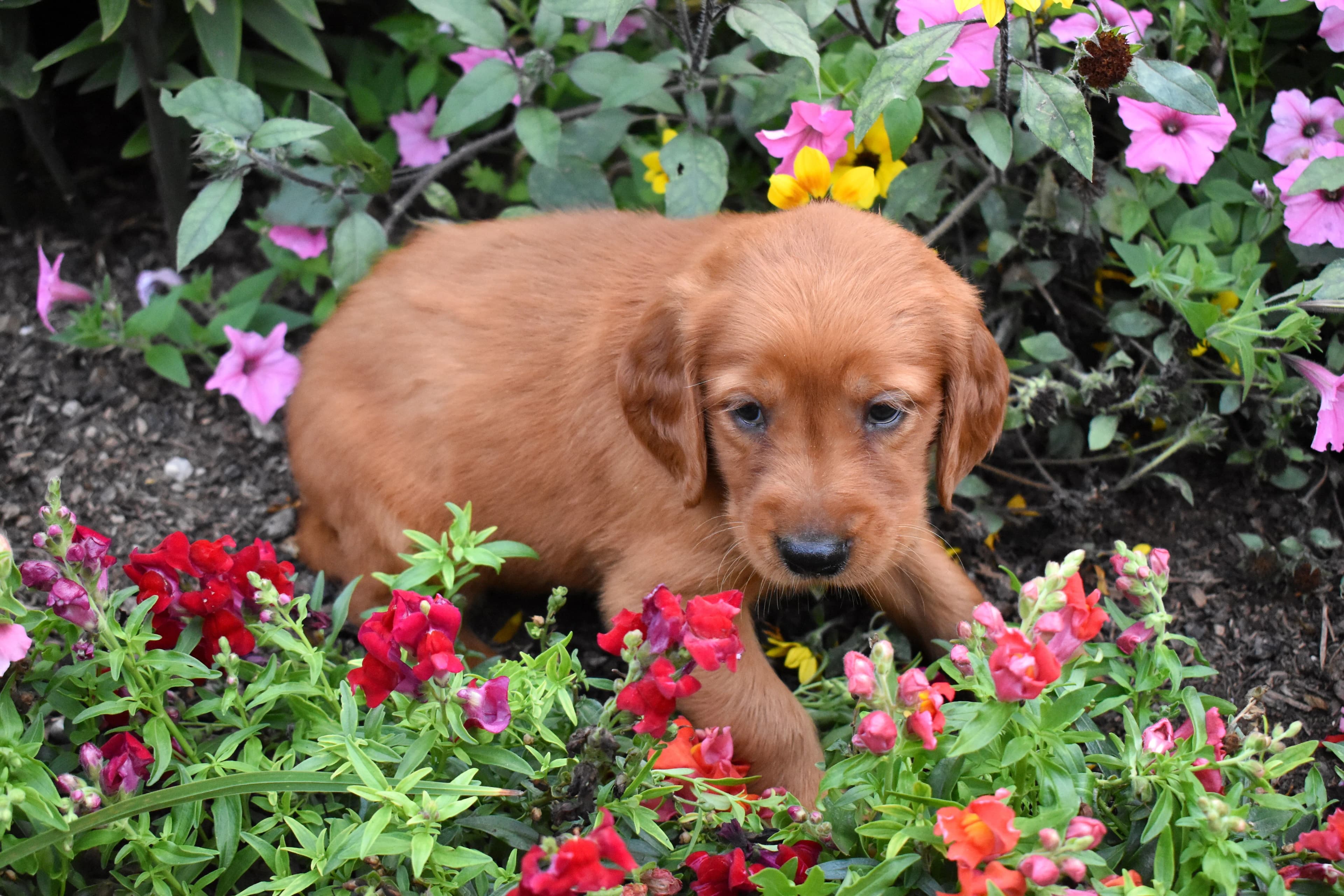 Fenton, Golden Retriever puppy — photo 5