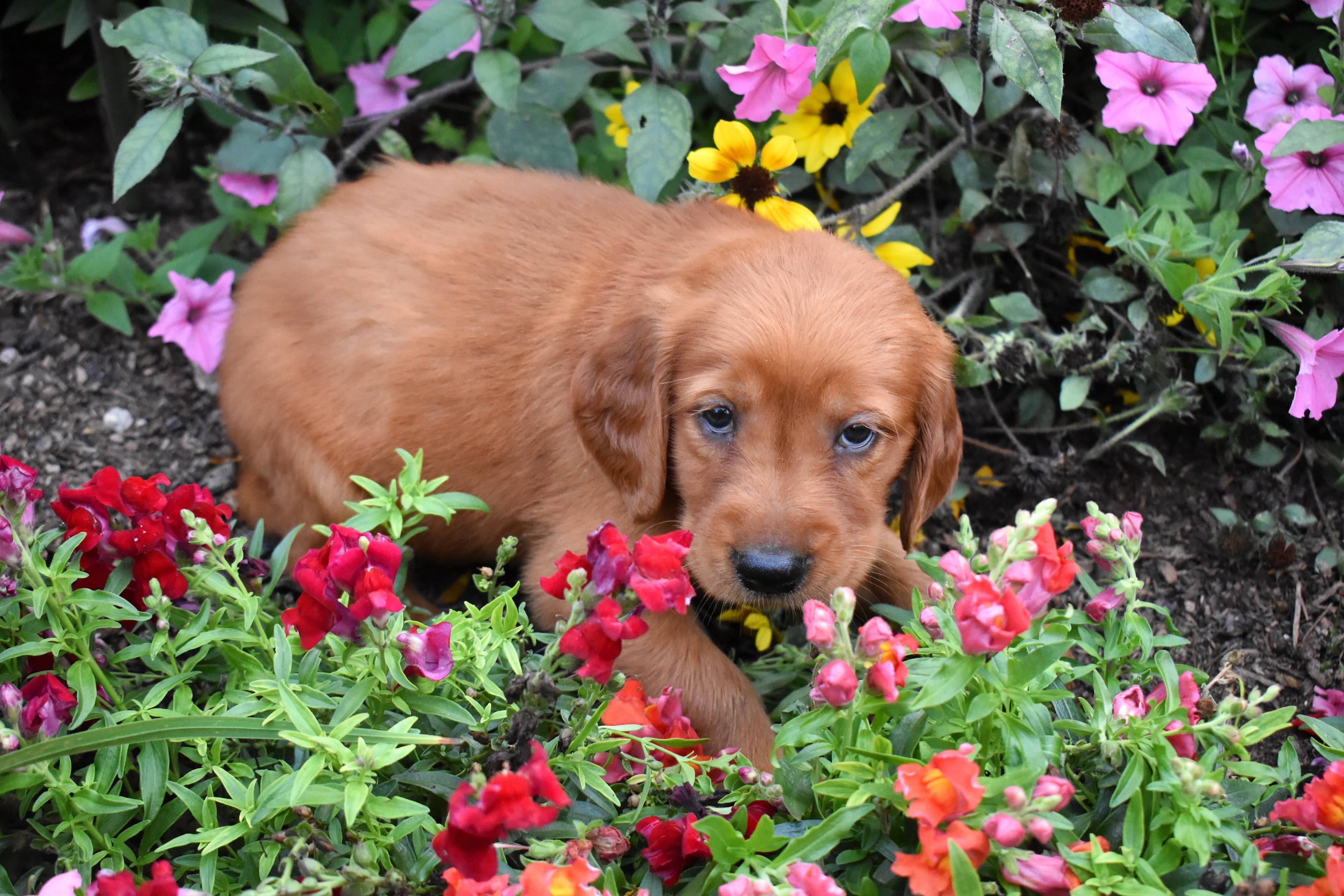 Fenton, Golden Retriever puppy — photo 6