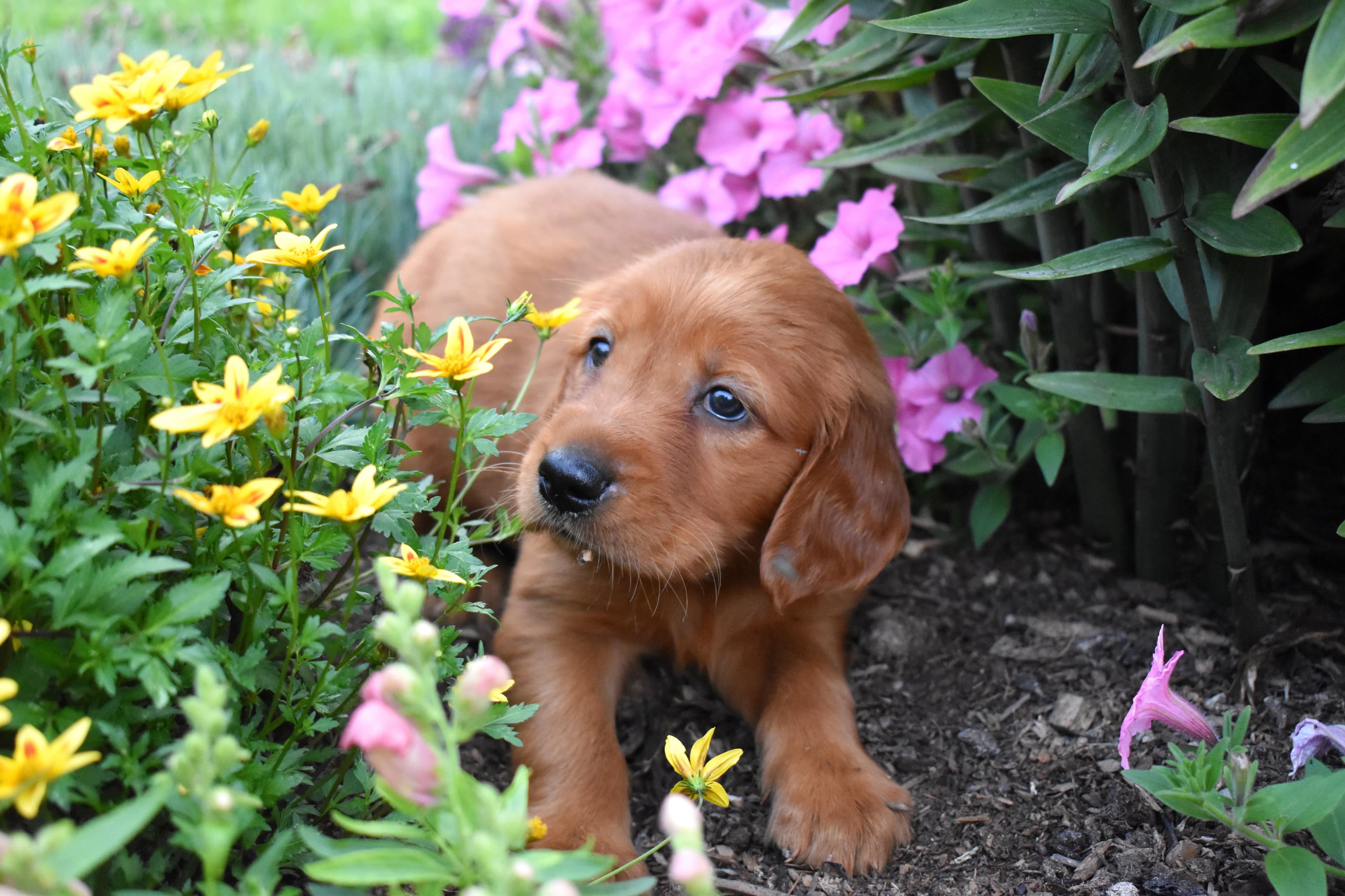 Fenton, Golden Retriever puppy — photo 7