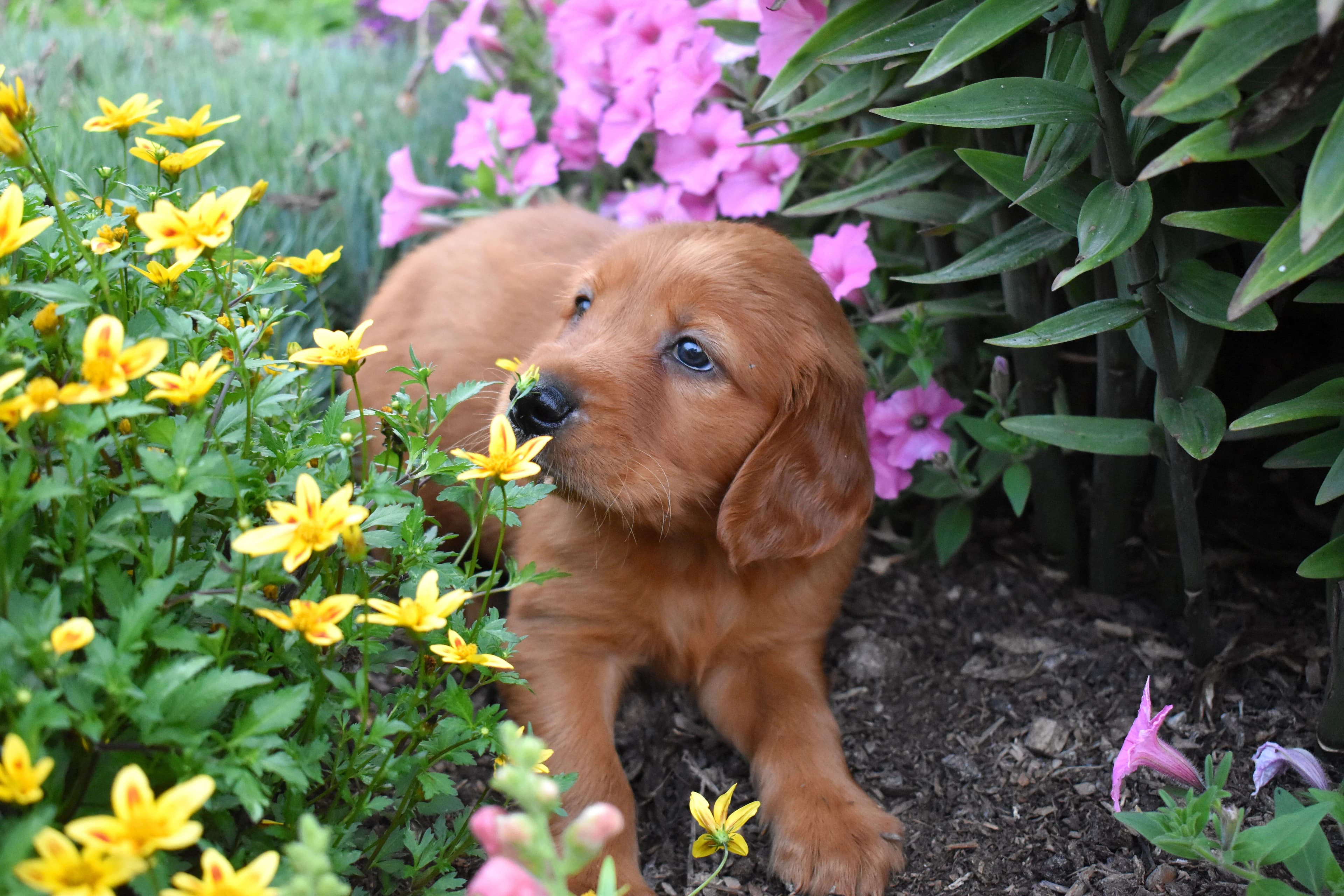 Fenton, Golden Retriever puppy — photo 8