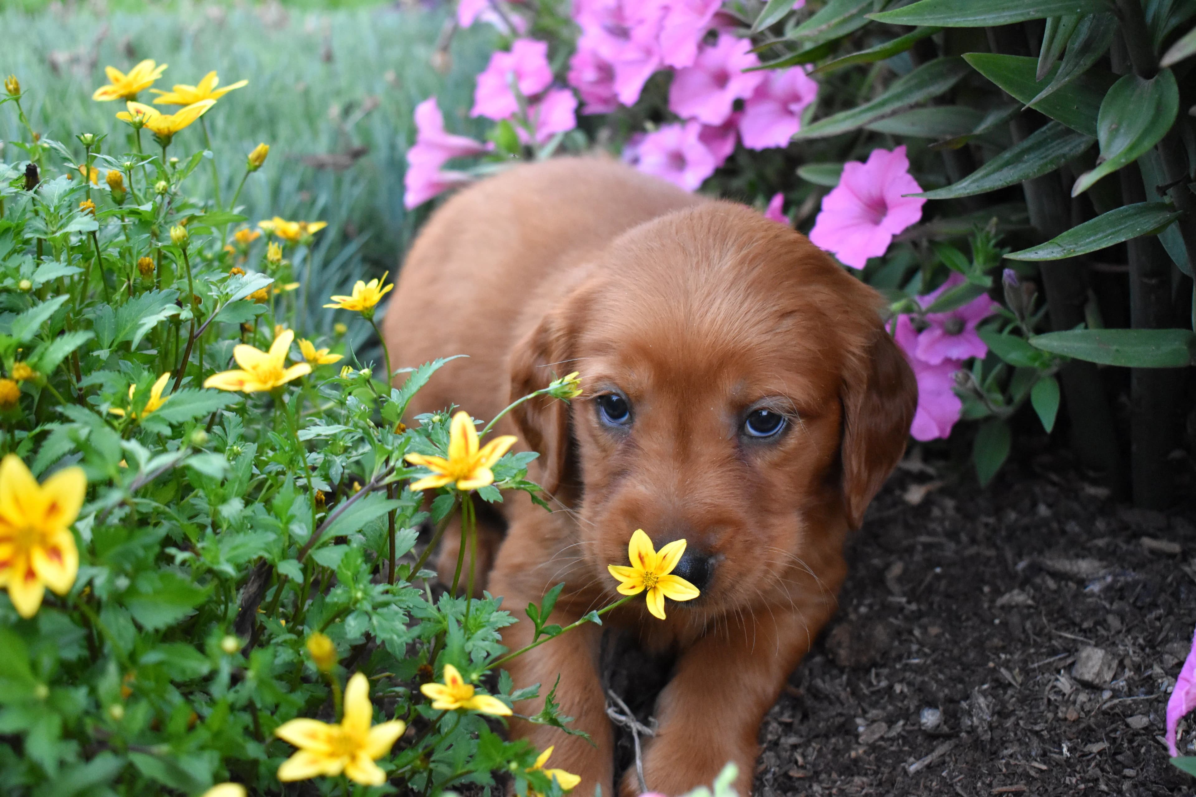 Fenton, Golden Retriever puppy — photo 9