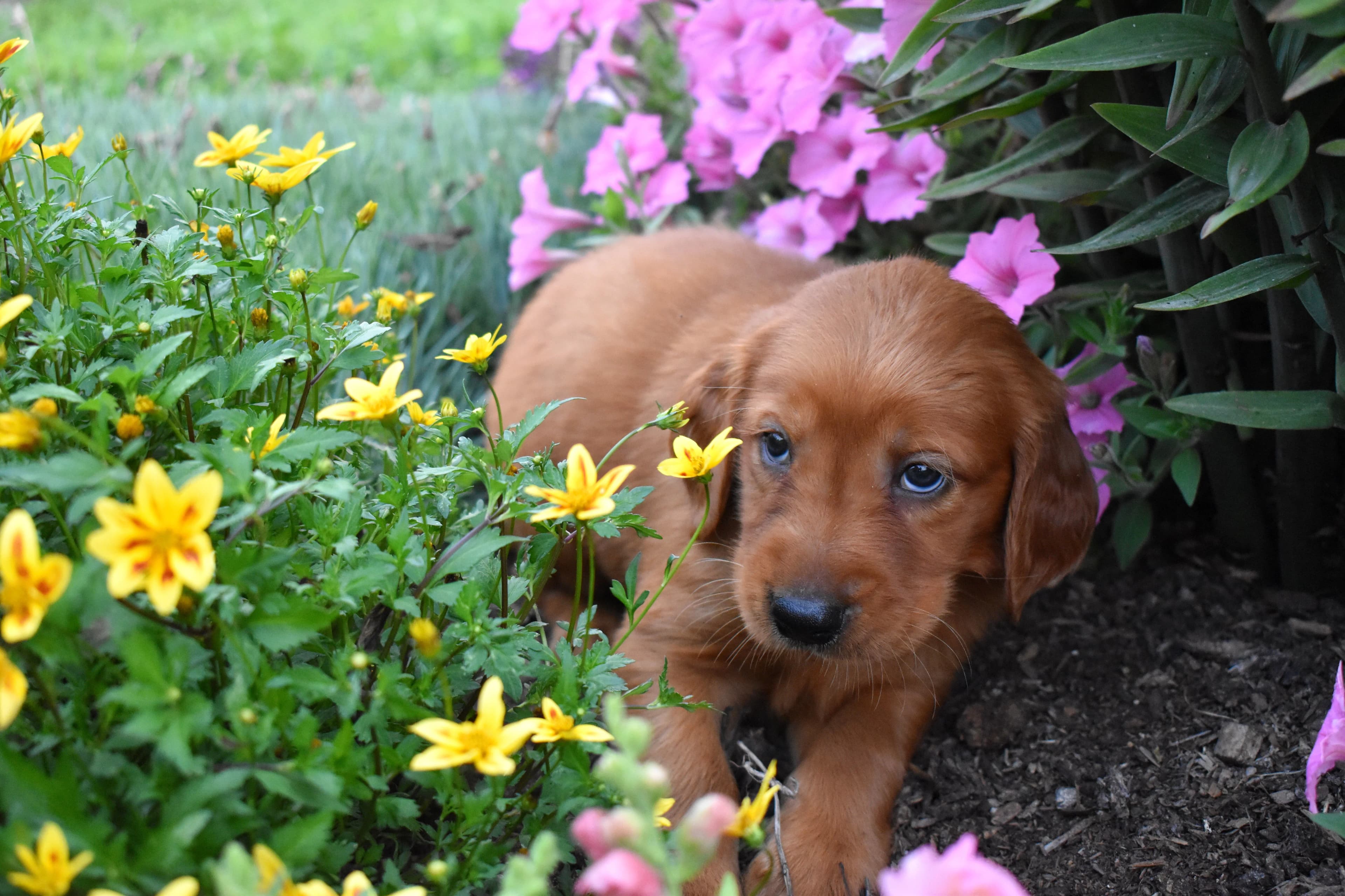 Fenton, Golden Retriever puppy — photo 10