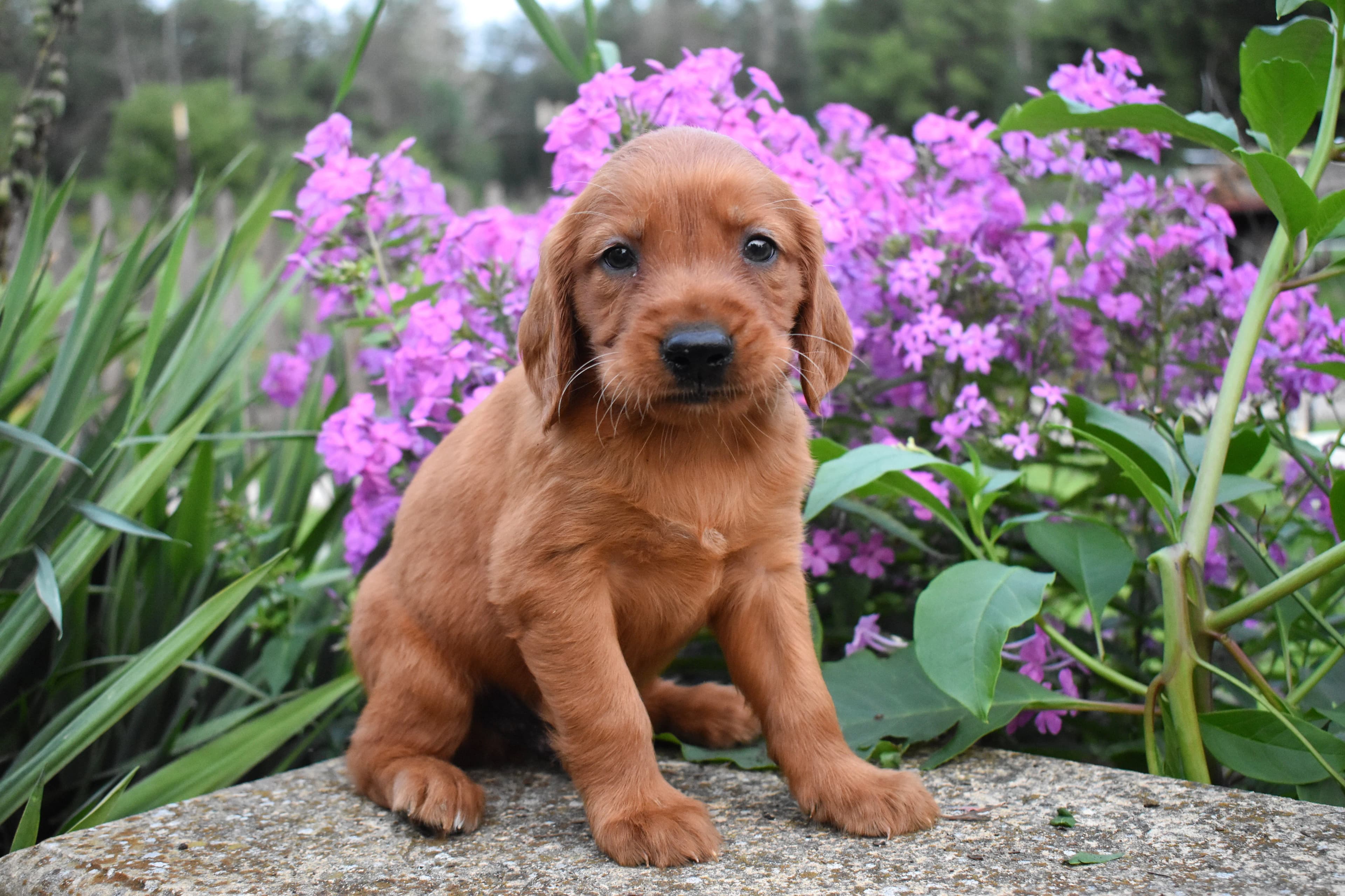 Golden Retriever puppy