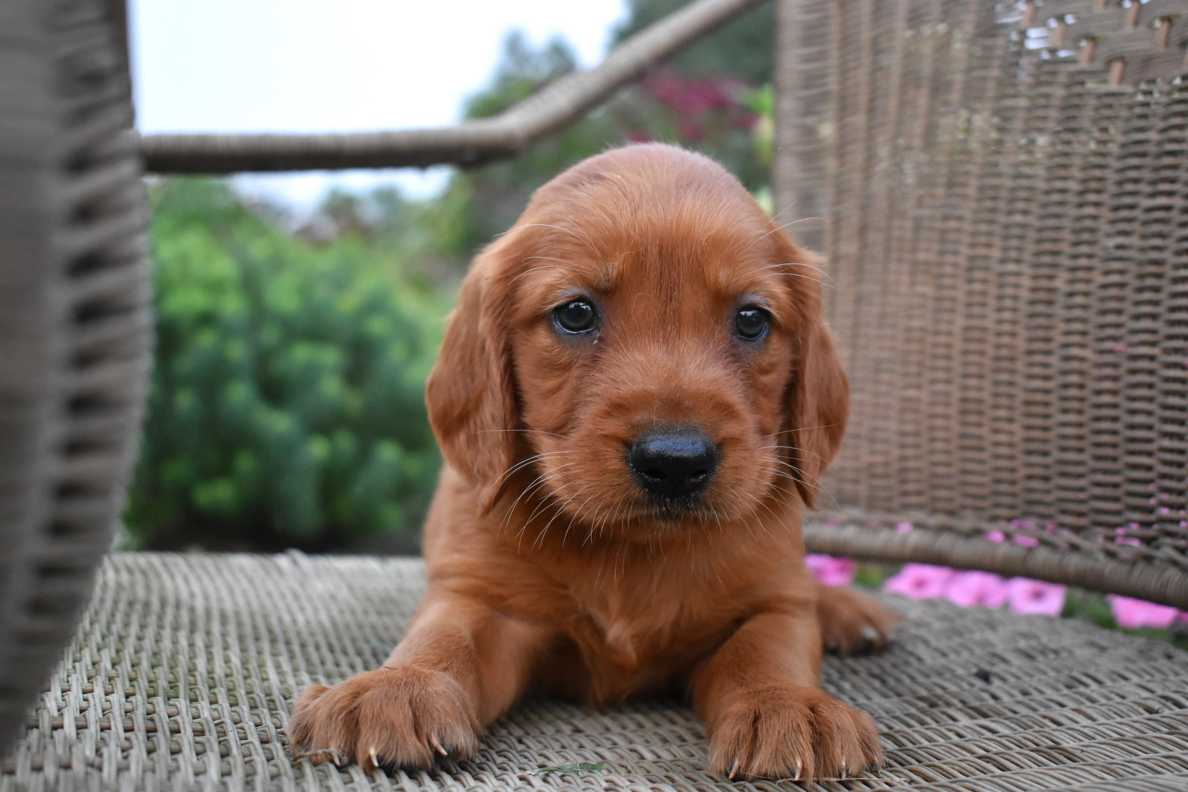 Ferris, Golden Retriever puppy — photo 2