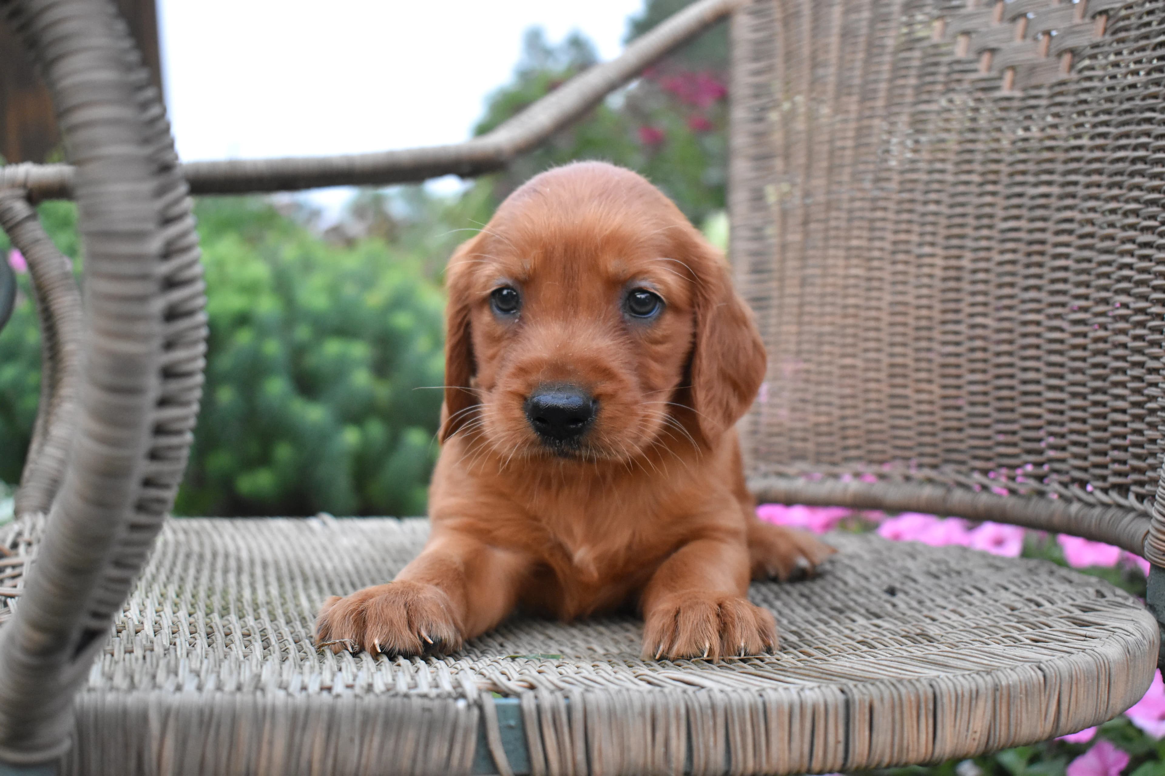 Ferris, Golden Retriever puppy — photo 3