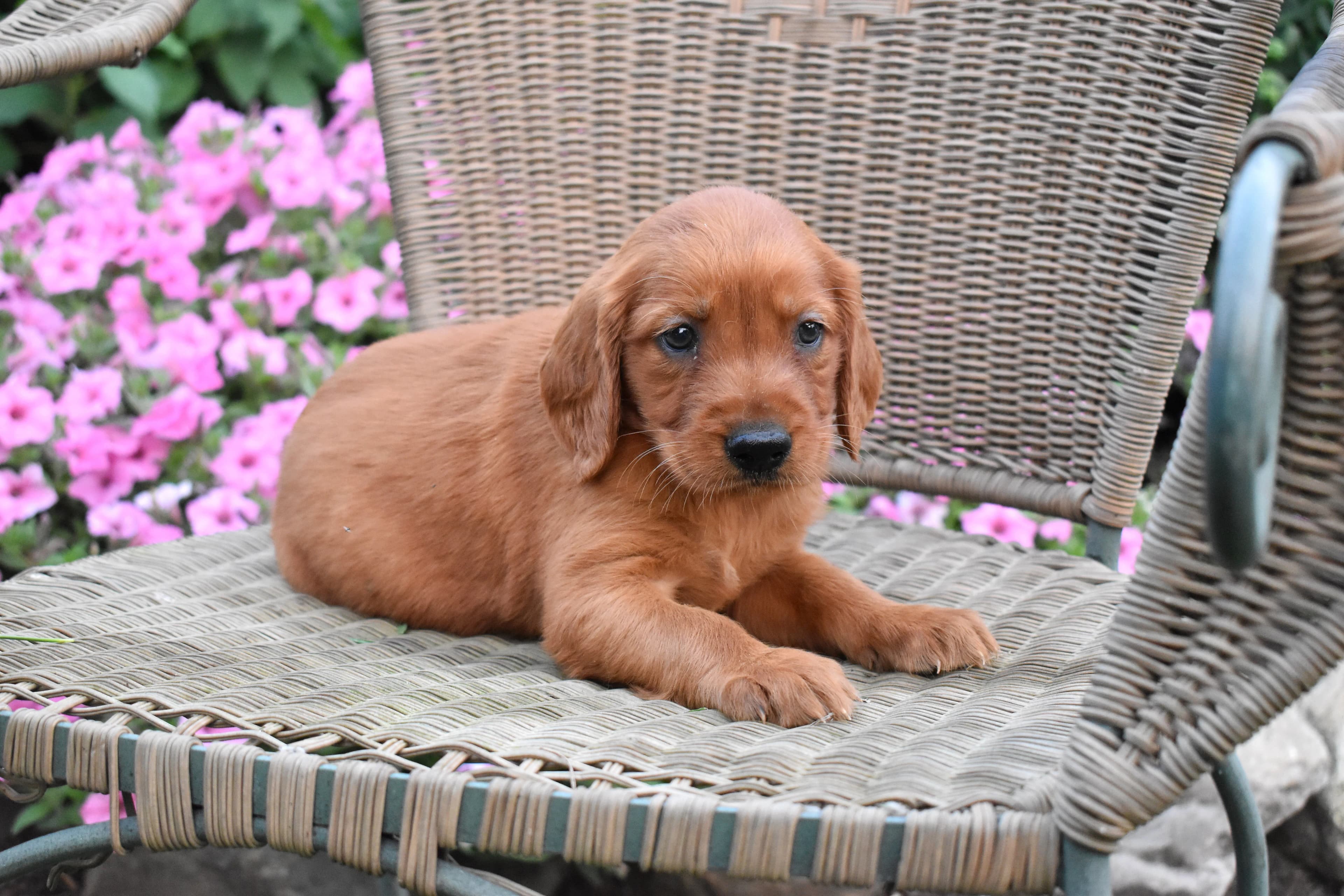 Ferris, Golden Retriever puppy — photo 4