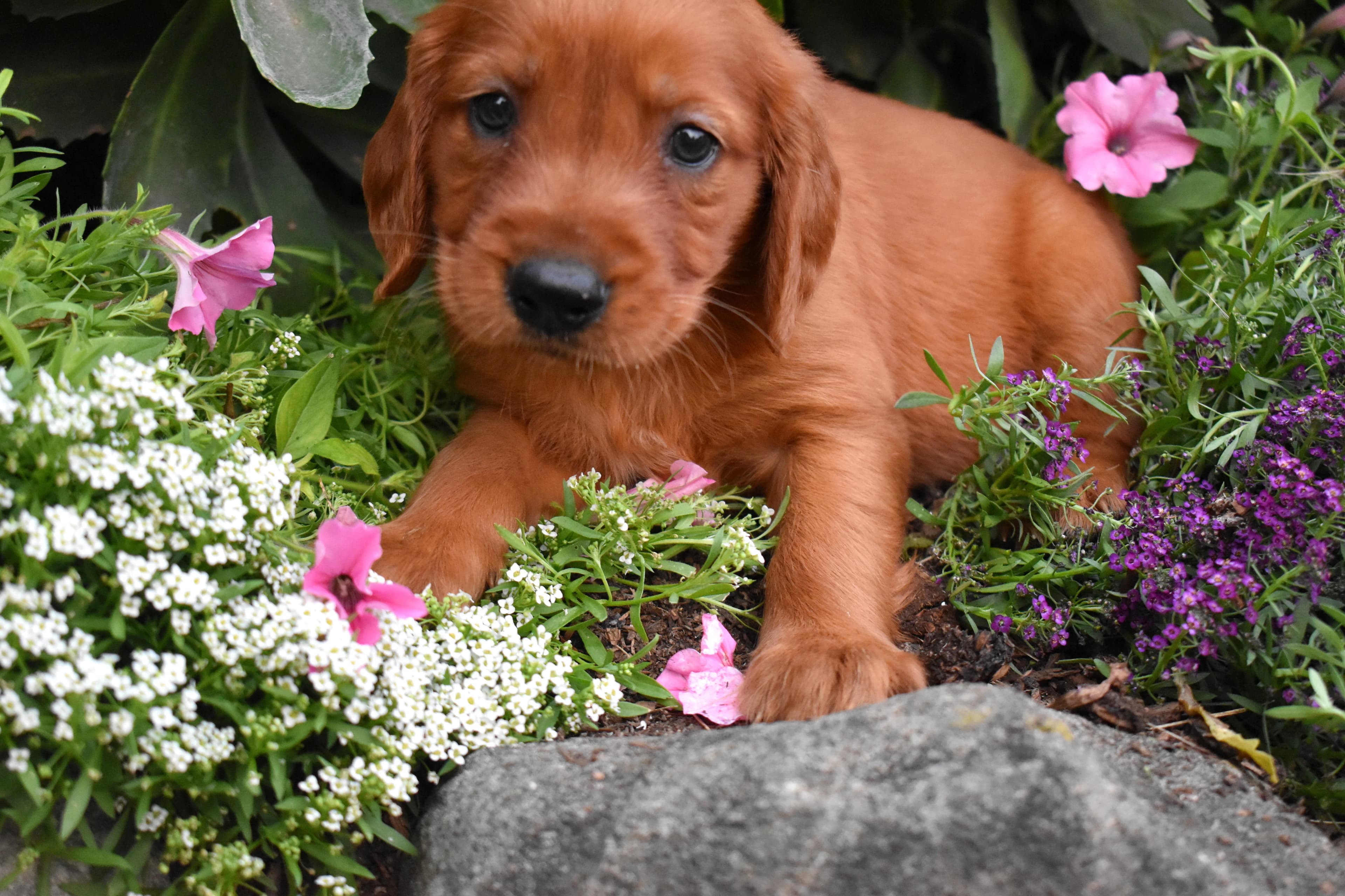 Ferris, Golden Retriever puppy — photo 5