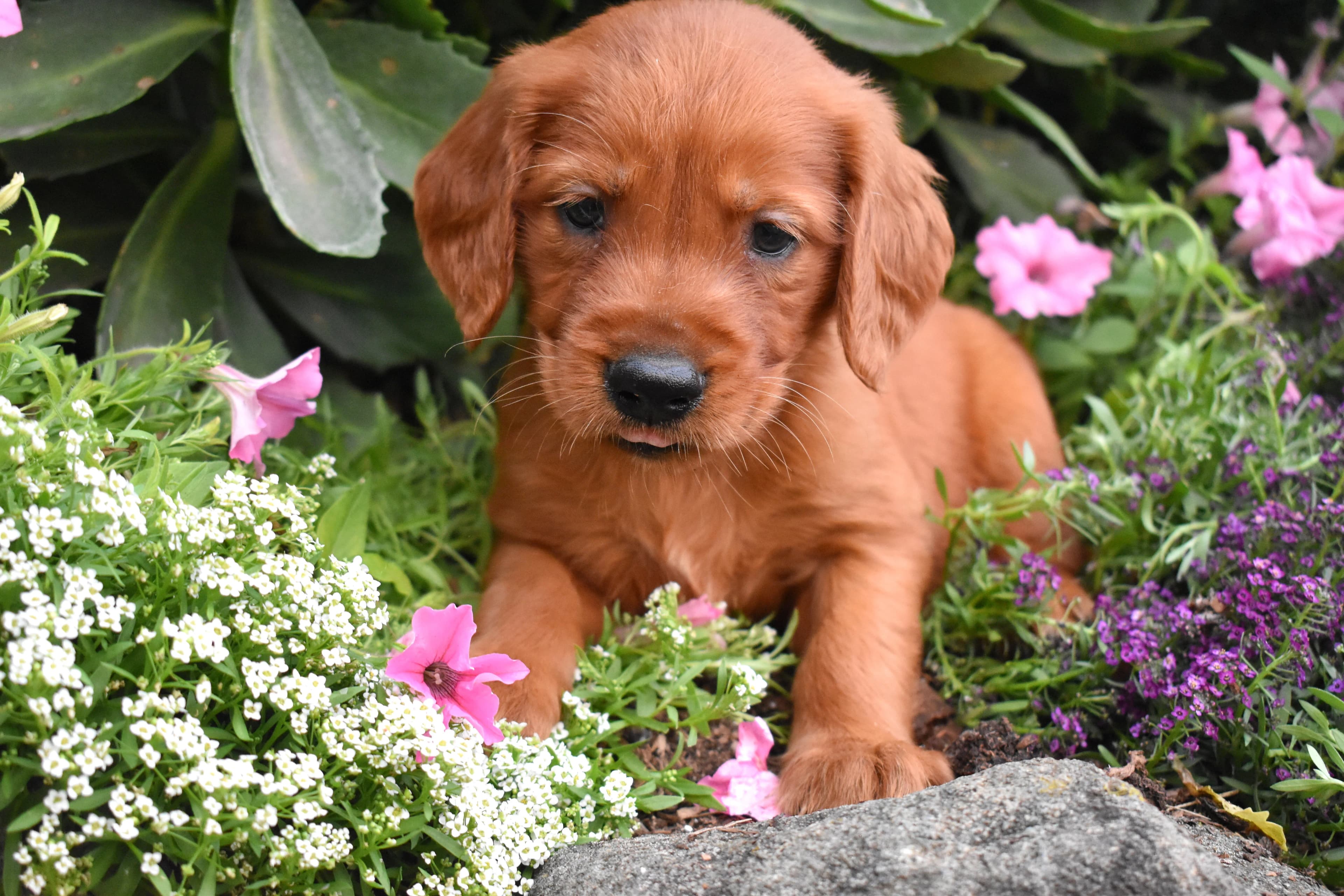 Ferris, Golden Retriever puppy — photo 6