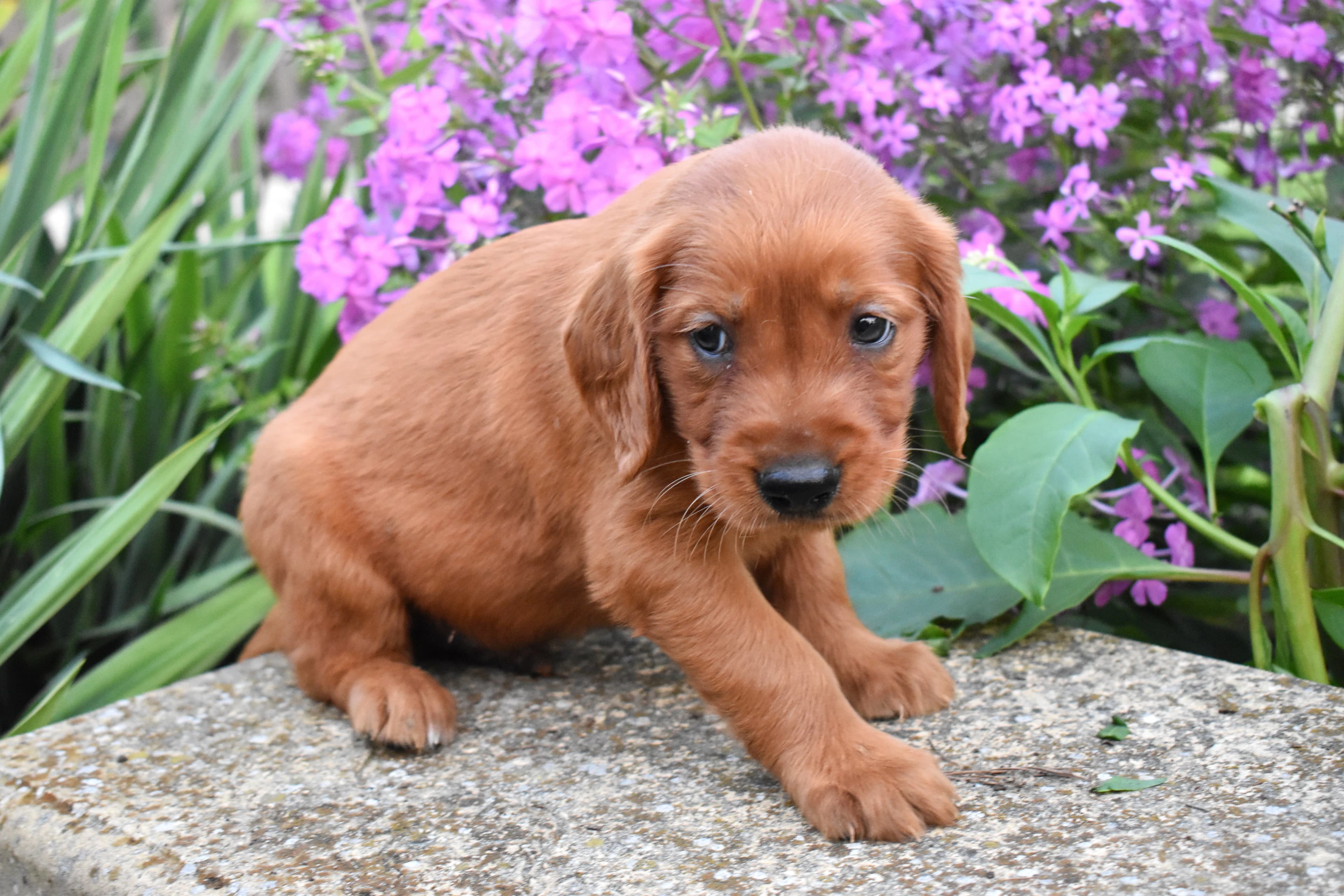 Ferris, Golden Retriever puppy — photo 7