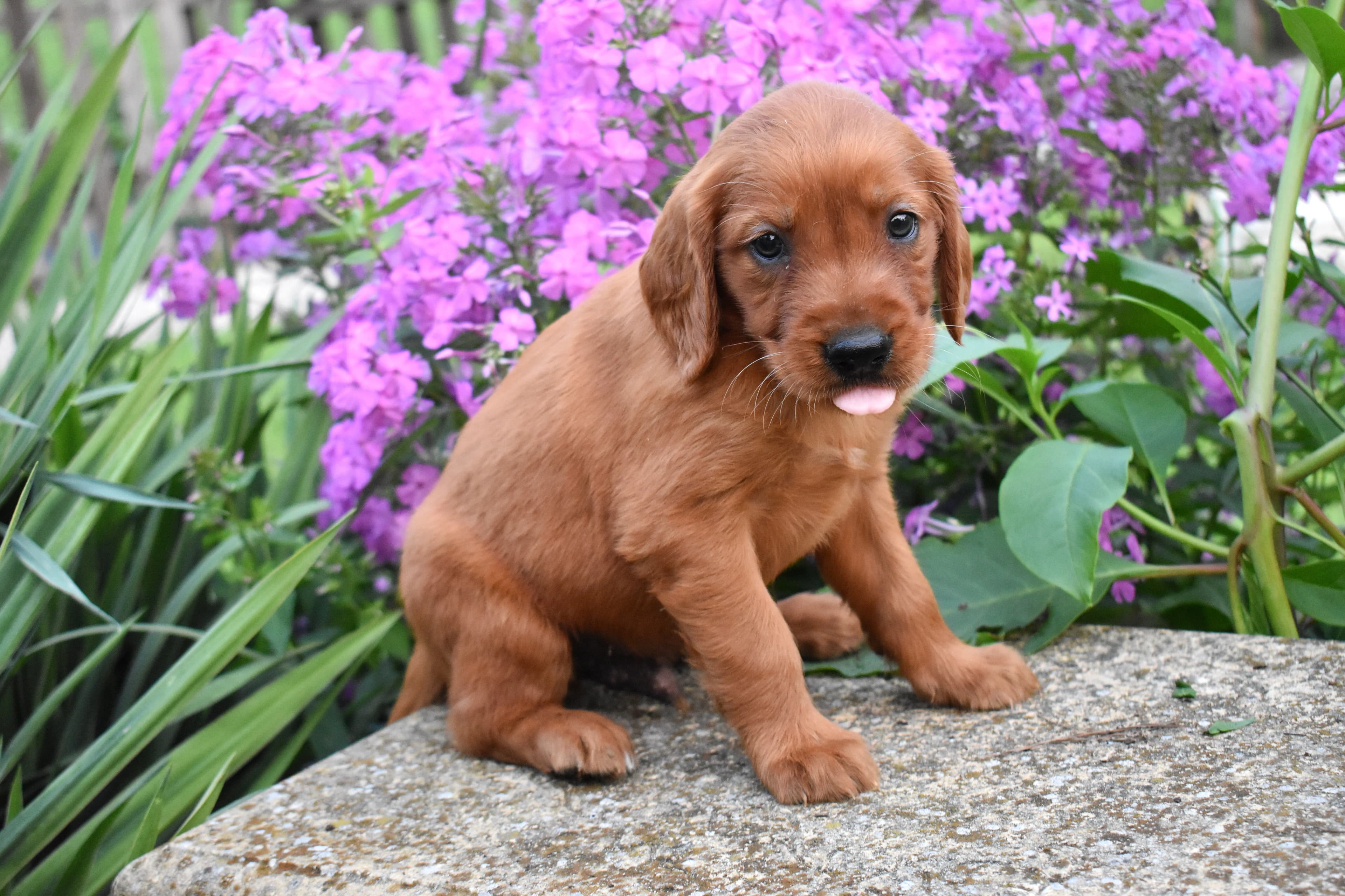 Ferris, Golden Retriever puppy — photo 8