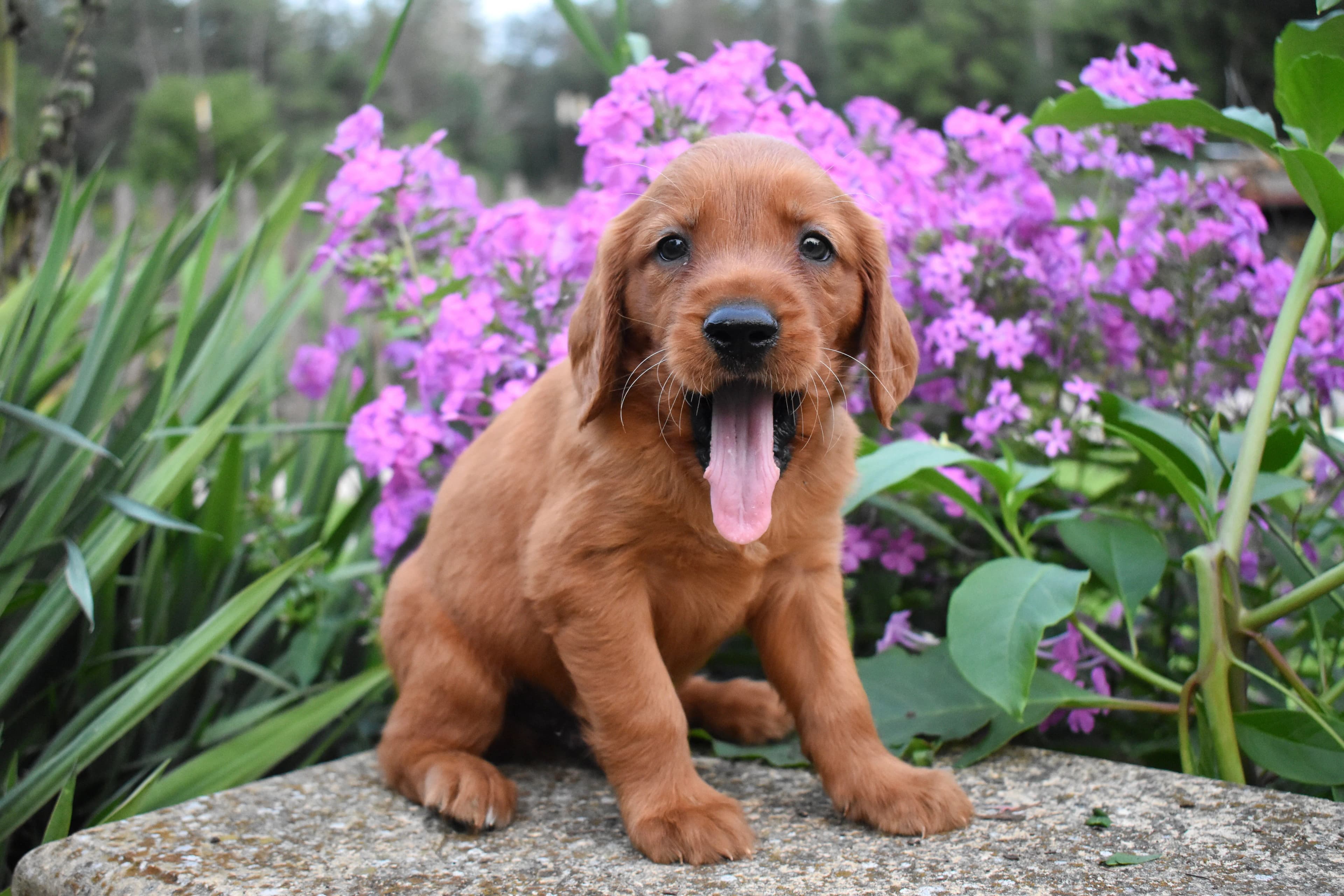 Ferris, Golden Retriever puppy — photo 9