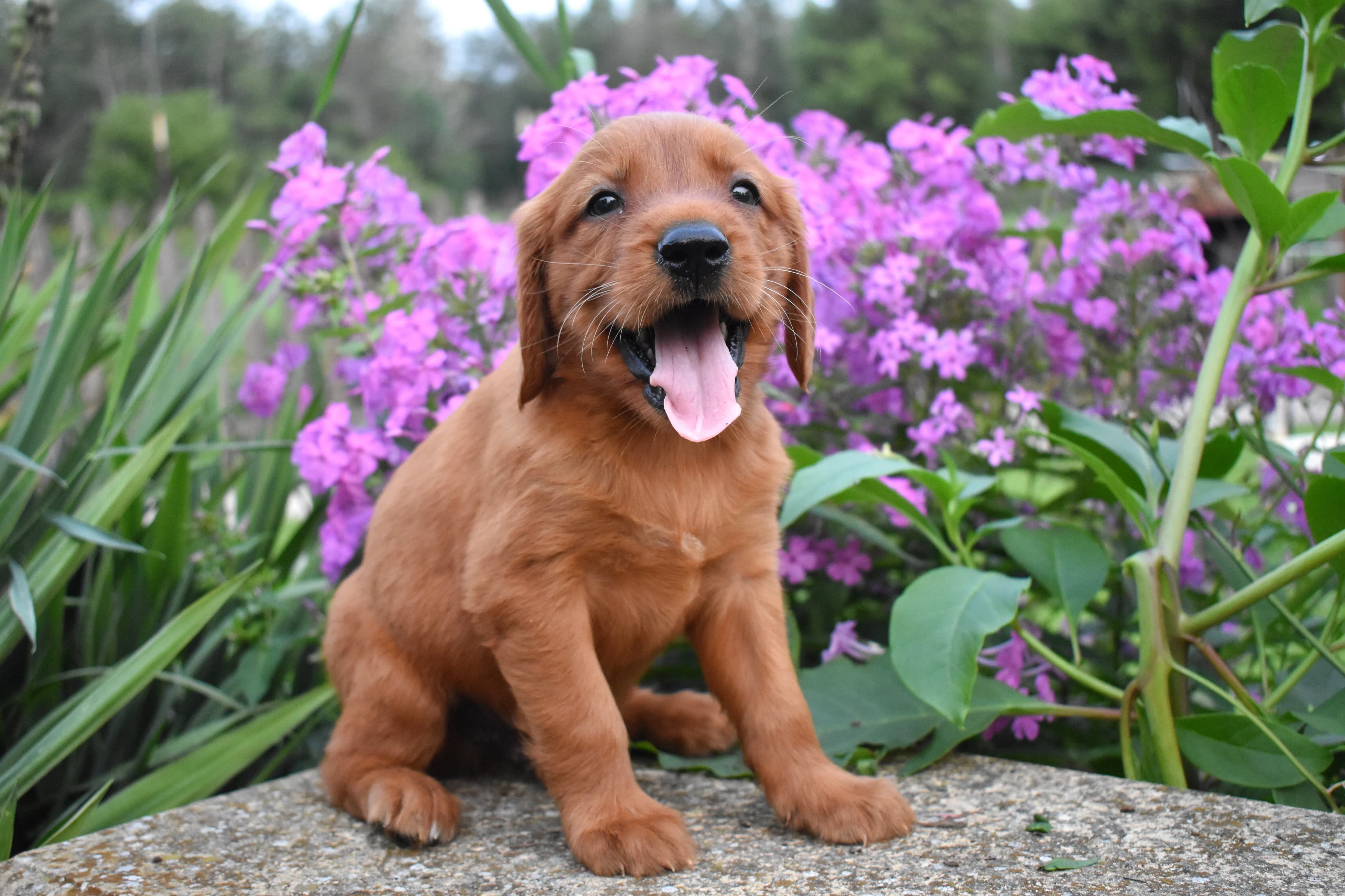 Ferris, Golden Retriever puppy — photo 10