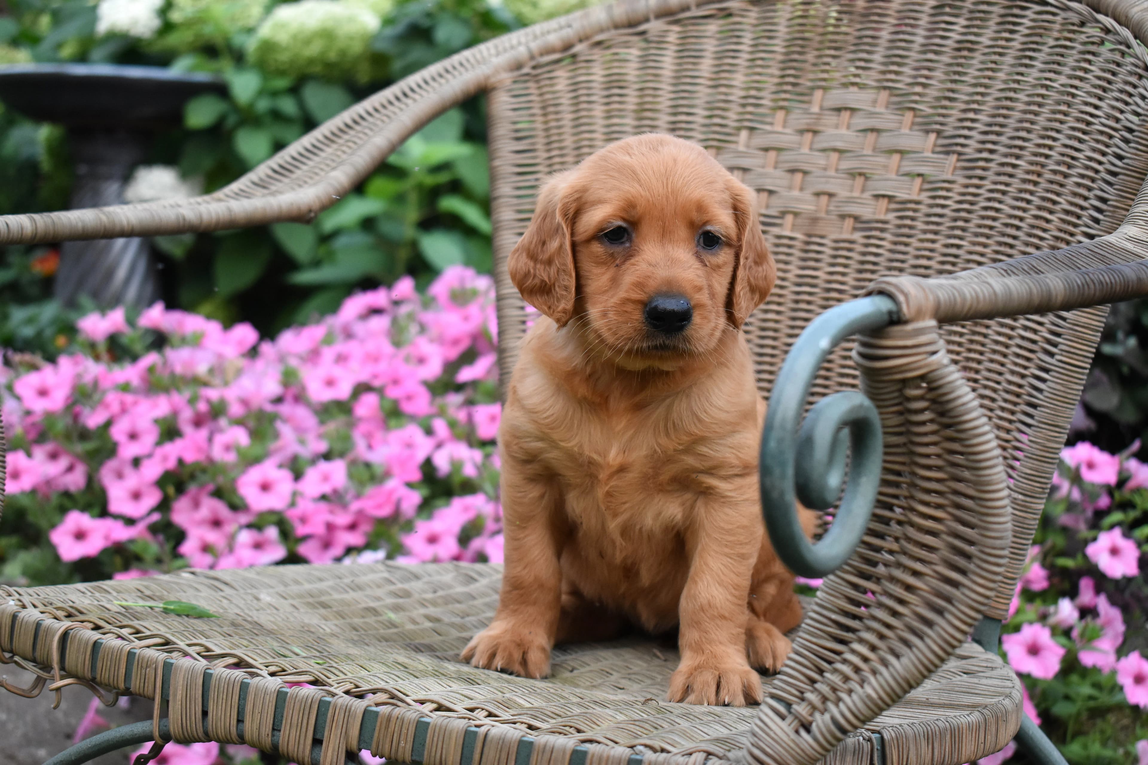 Golden Retriever puppy