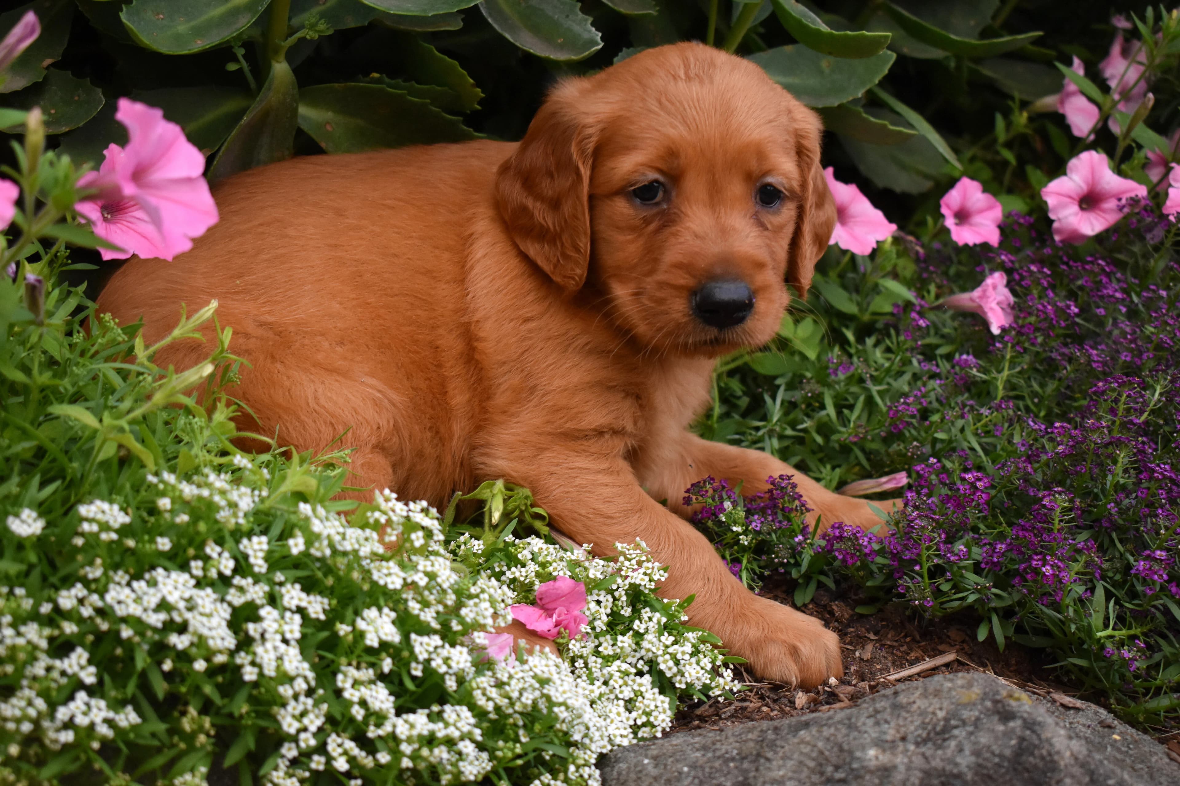 Fia, Golden Retriever puppy — photo 2