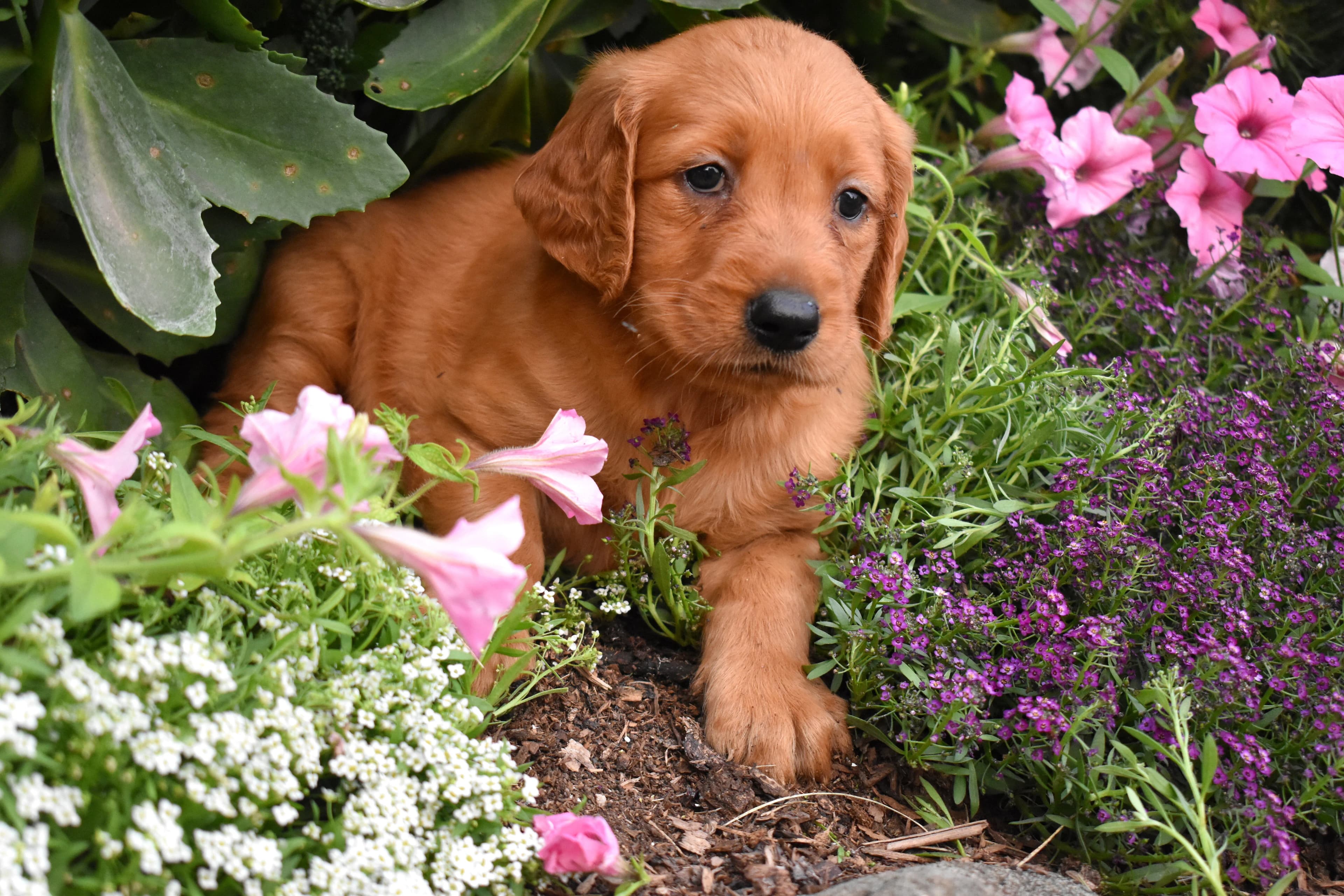 Fia, Golden Retriever puppy — photo 3