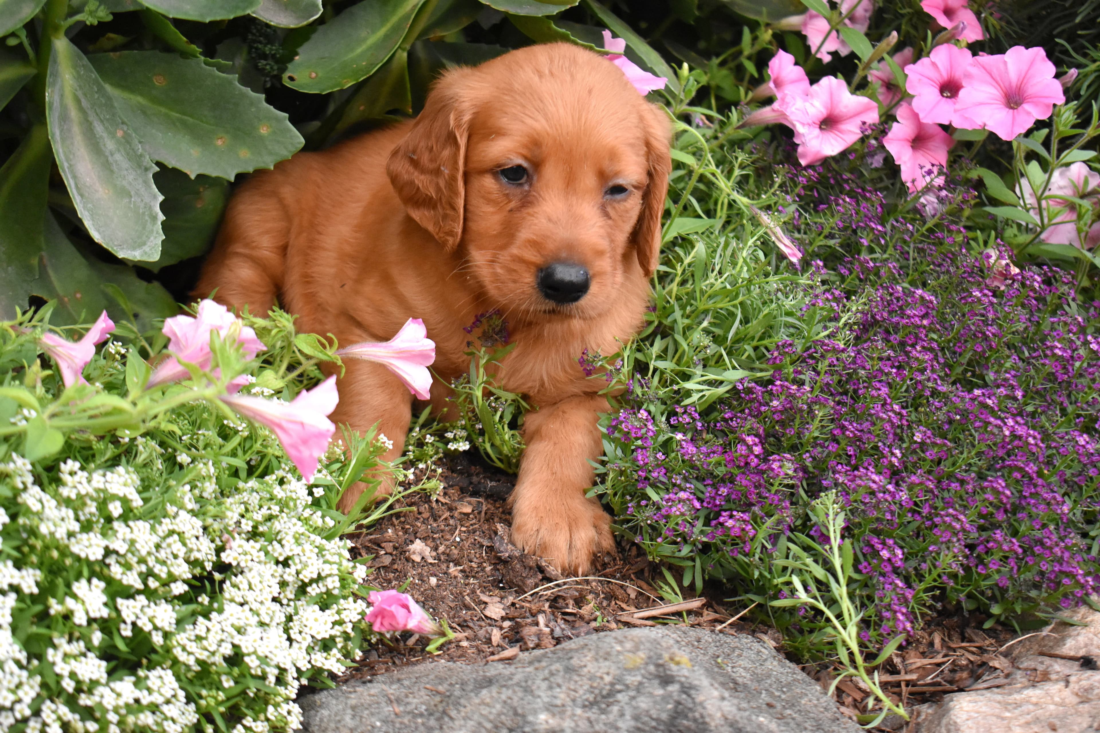 Fia, Golden Retriever puppy — photo 4