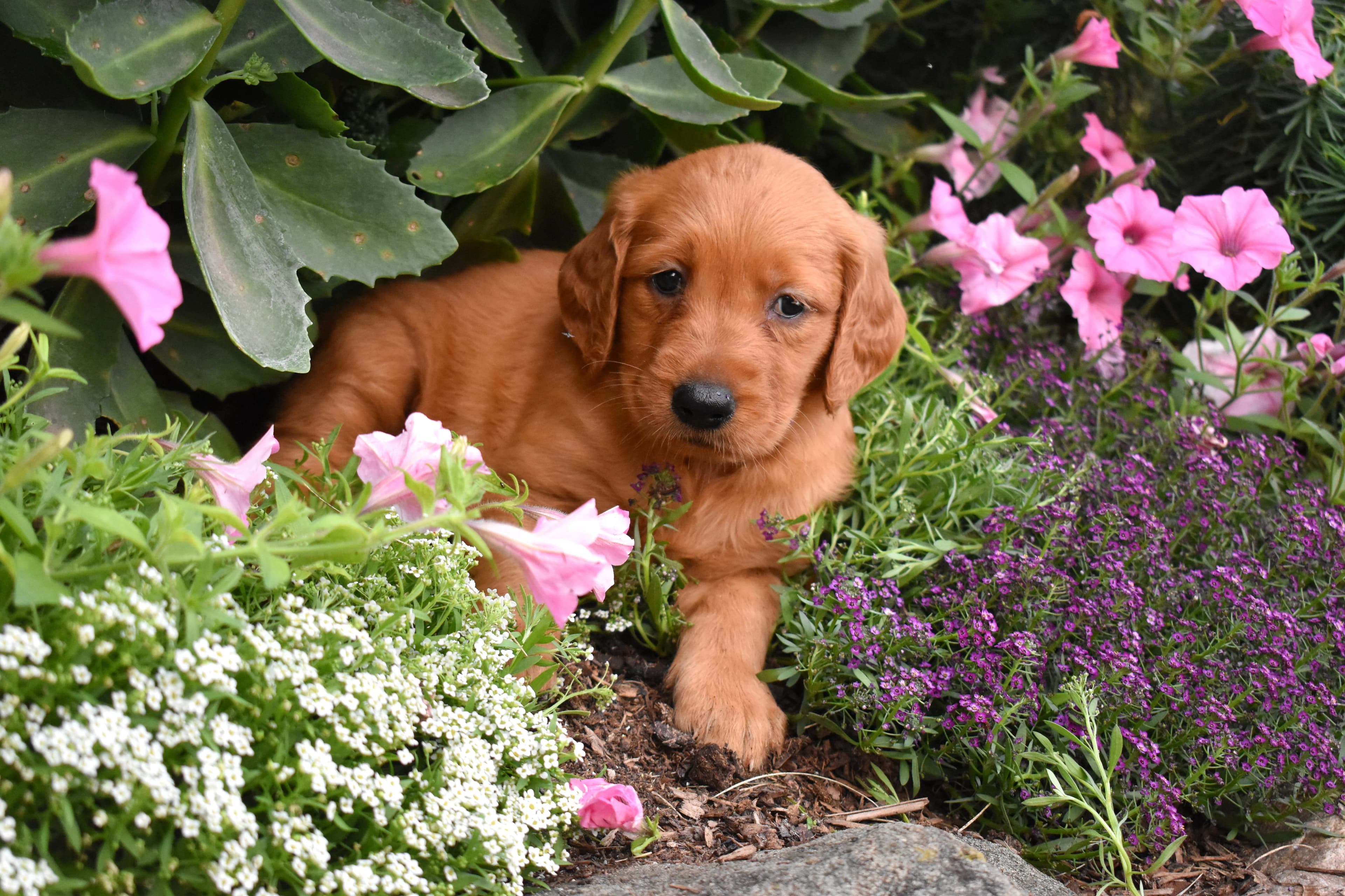 Fia, Golden Retriever puppy — photo 5