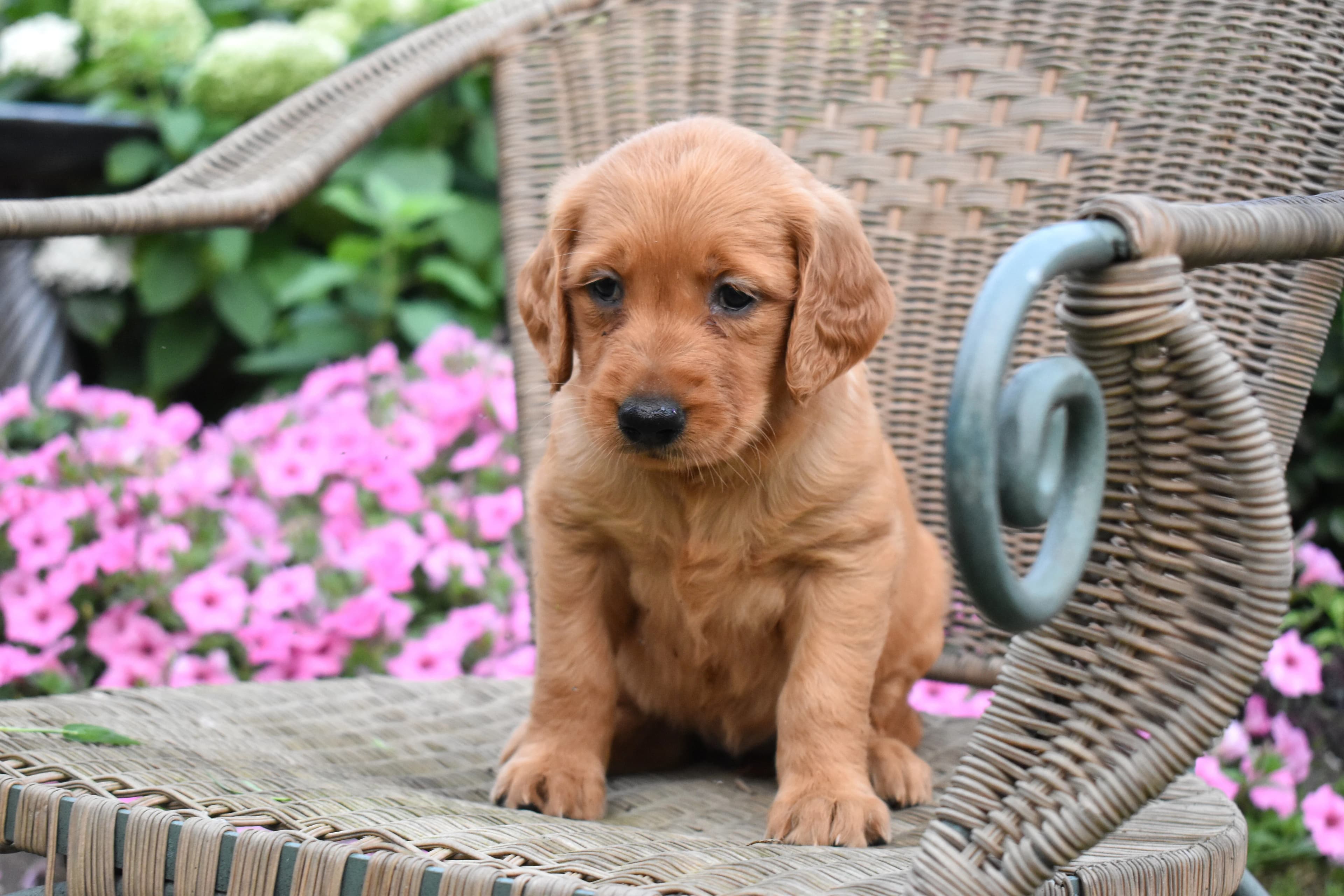 Fia, Golden Retriever puppy — photo 6