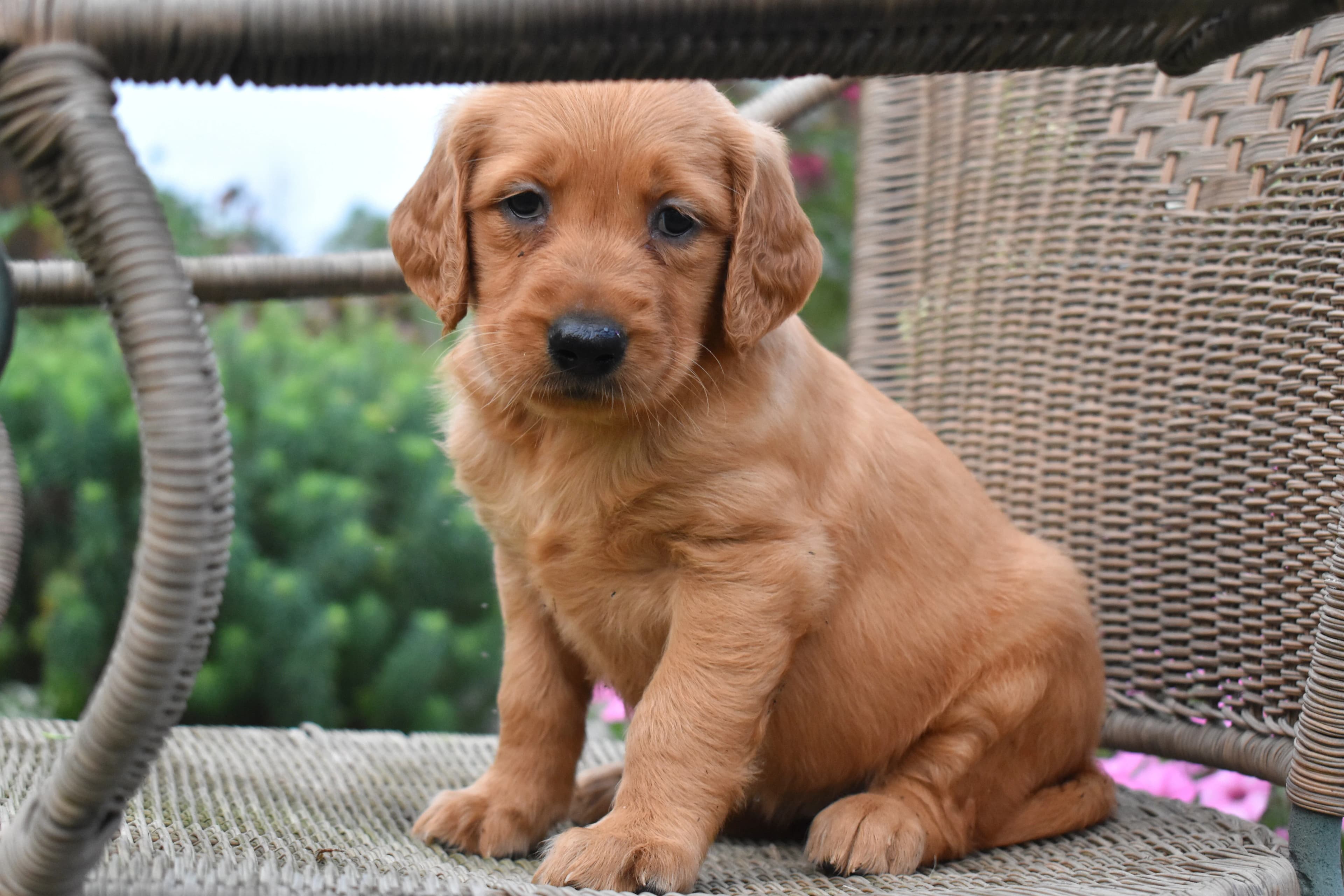 Fia, Golden Retriever puppy — photo 7