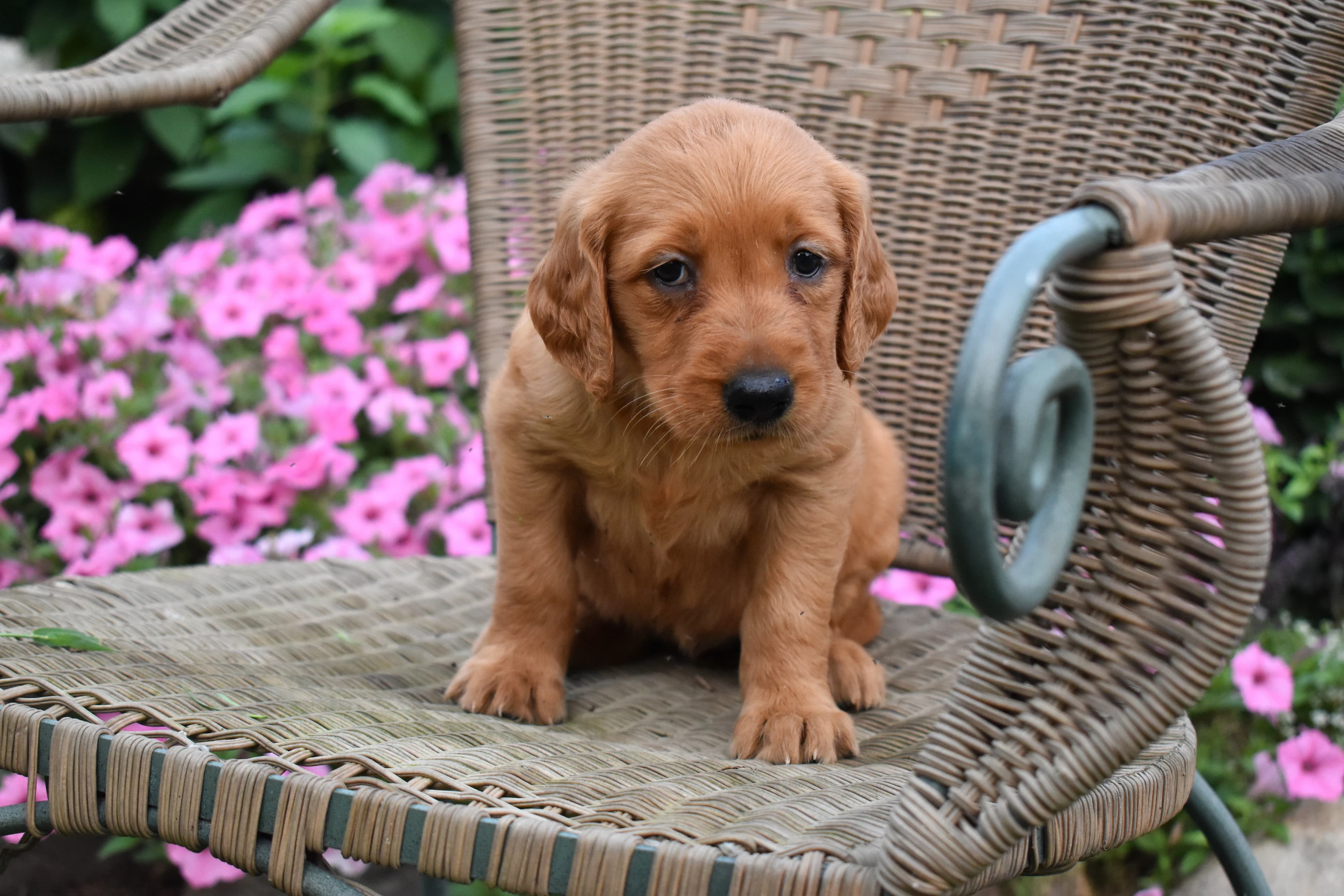 Fia, Golden Retriever puppy — photo 8