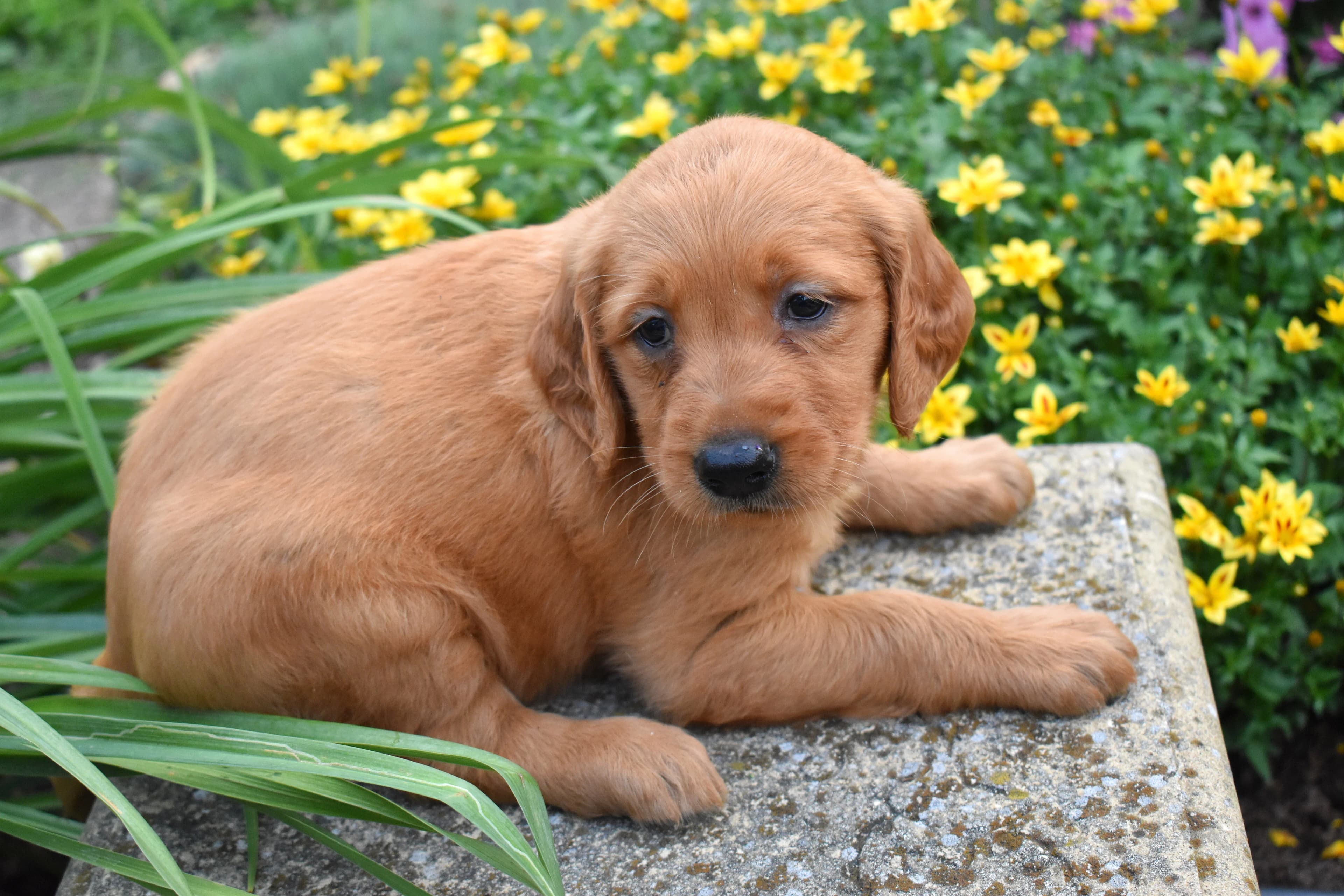 Fia, Golden Retriever puppy — photo 9