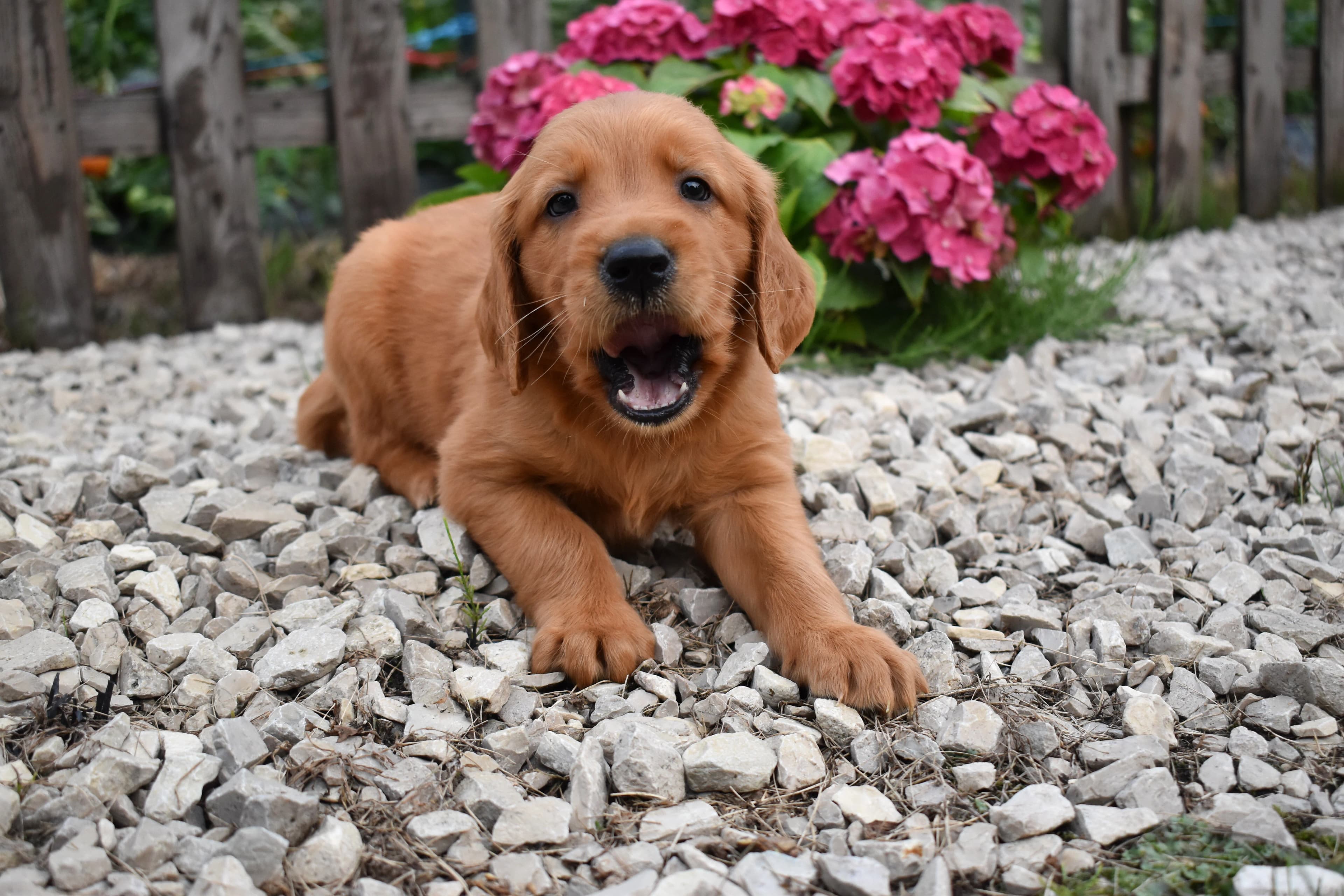 Fitz, Golden Retriever puppy — photo 1