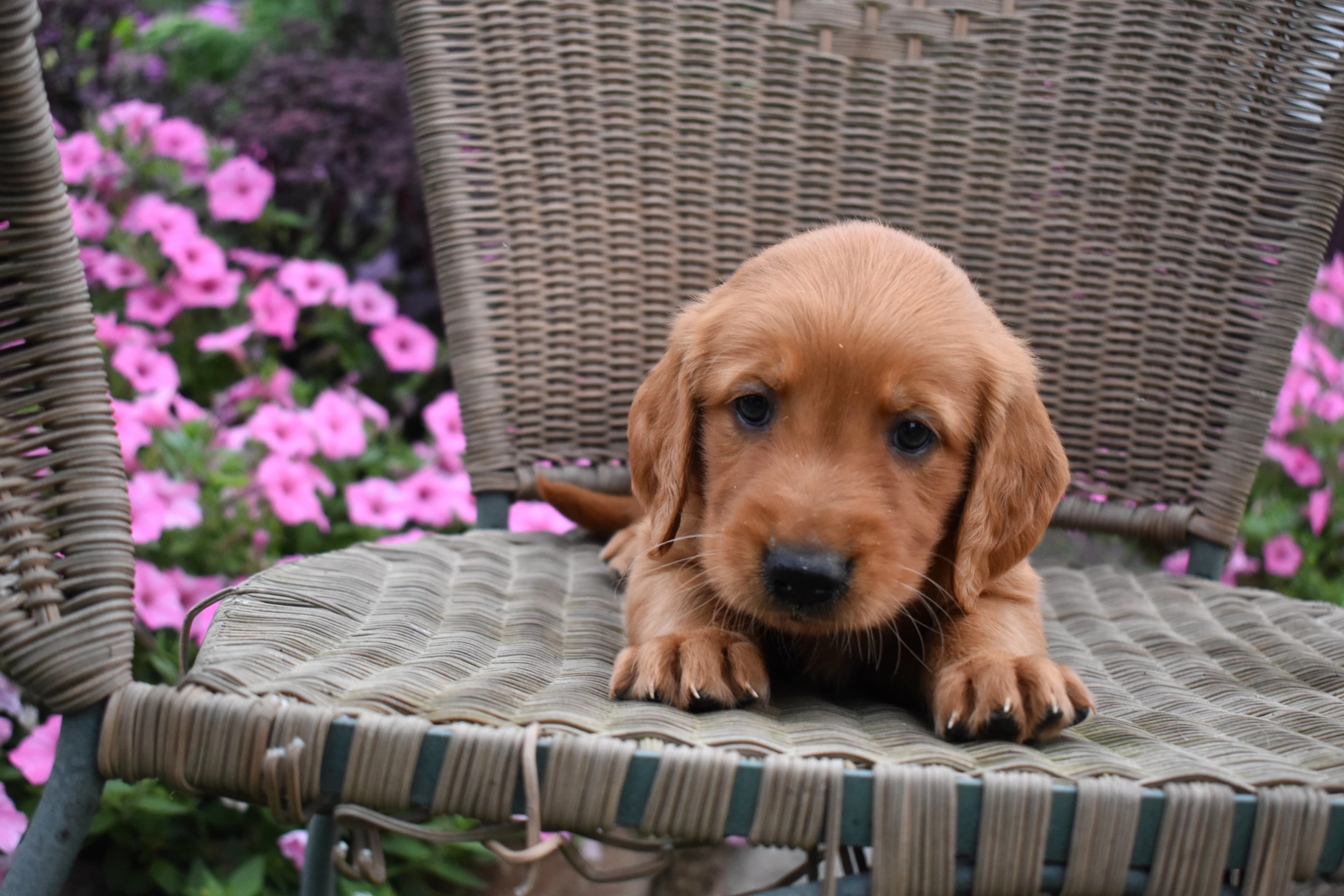 Fitz, Golden Retriever puppy — photo 2