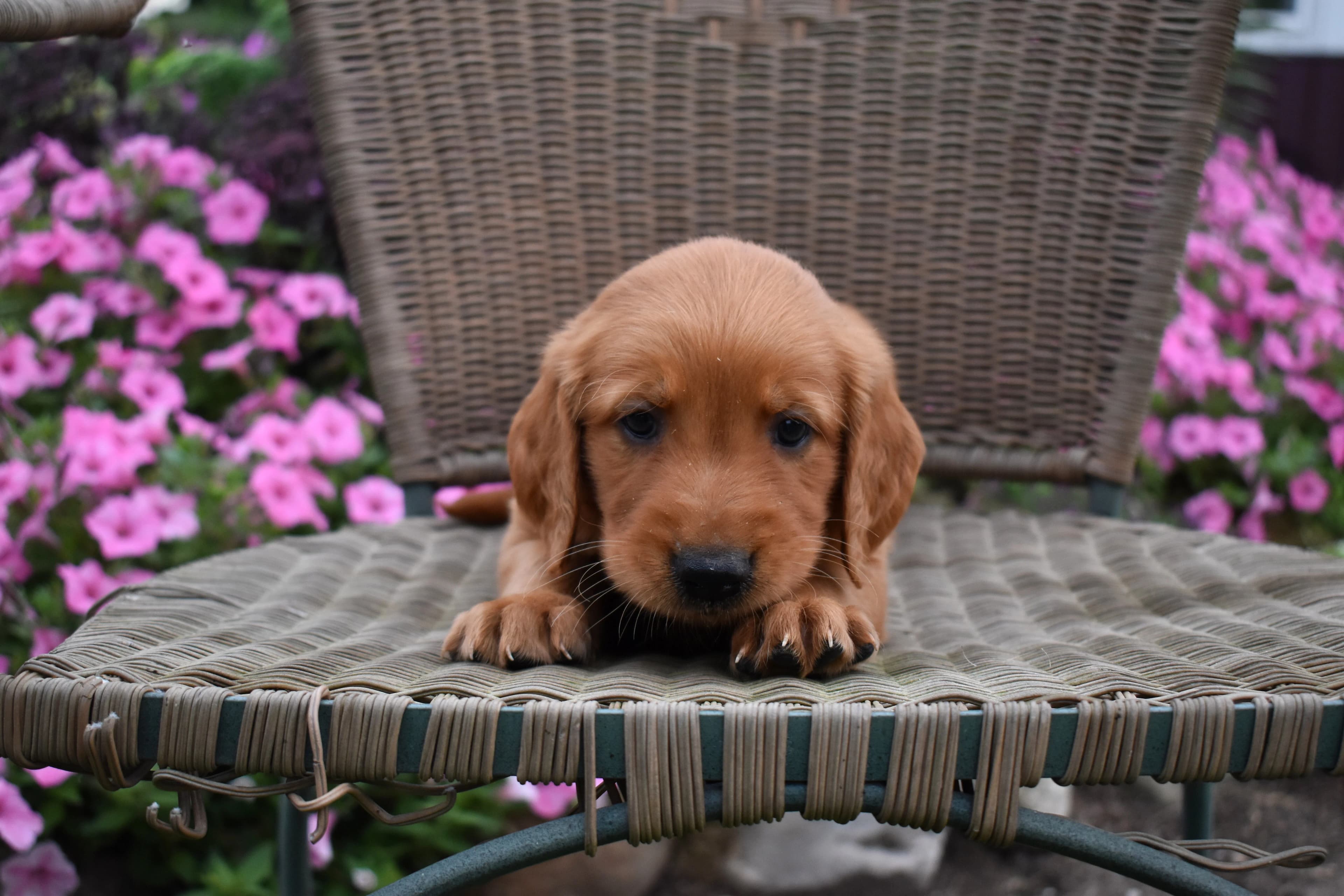 Fitz, Golden Retriever puppy — photo 3