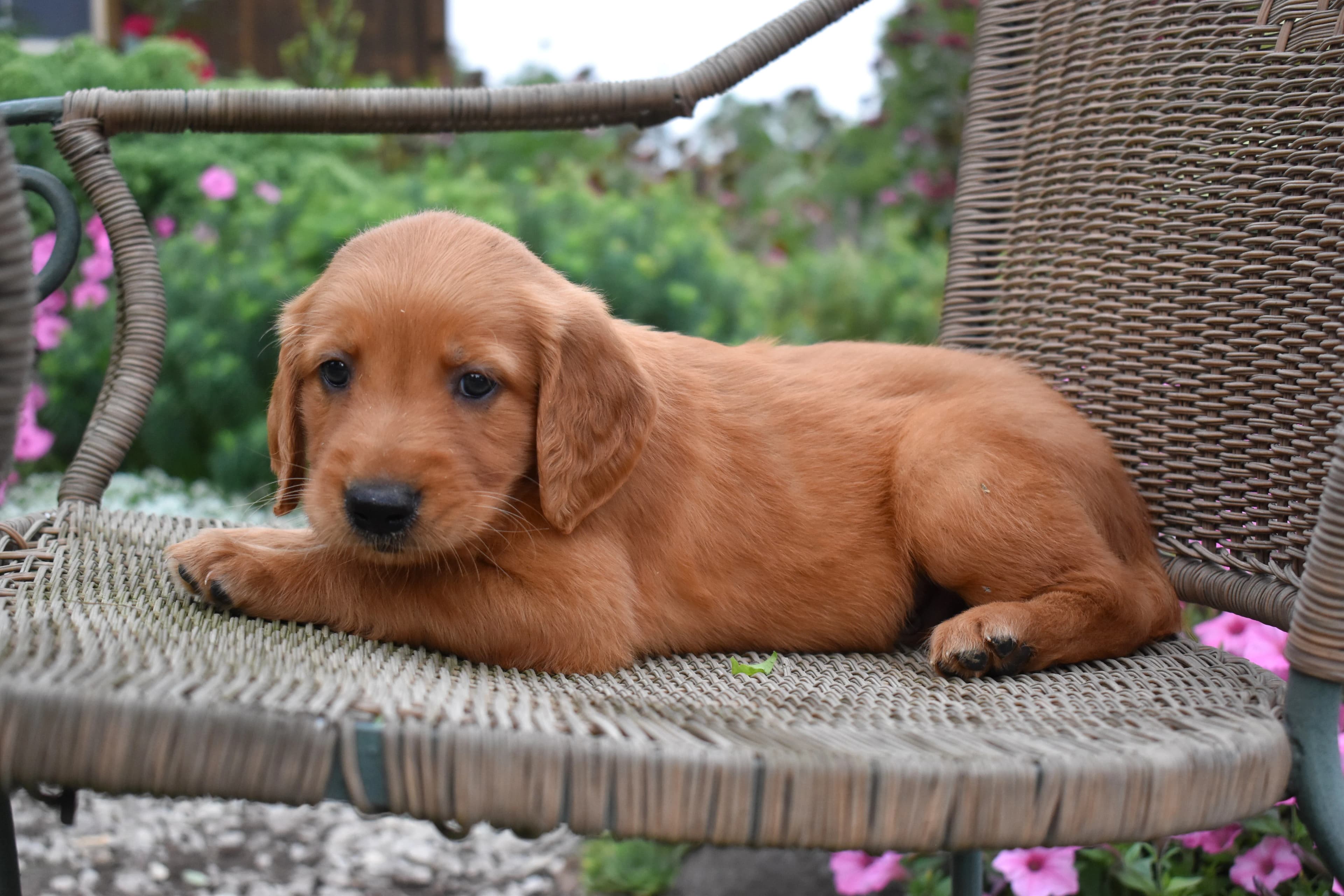 Fitz, Golden Retriever puppy — photo 4