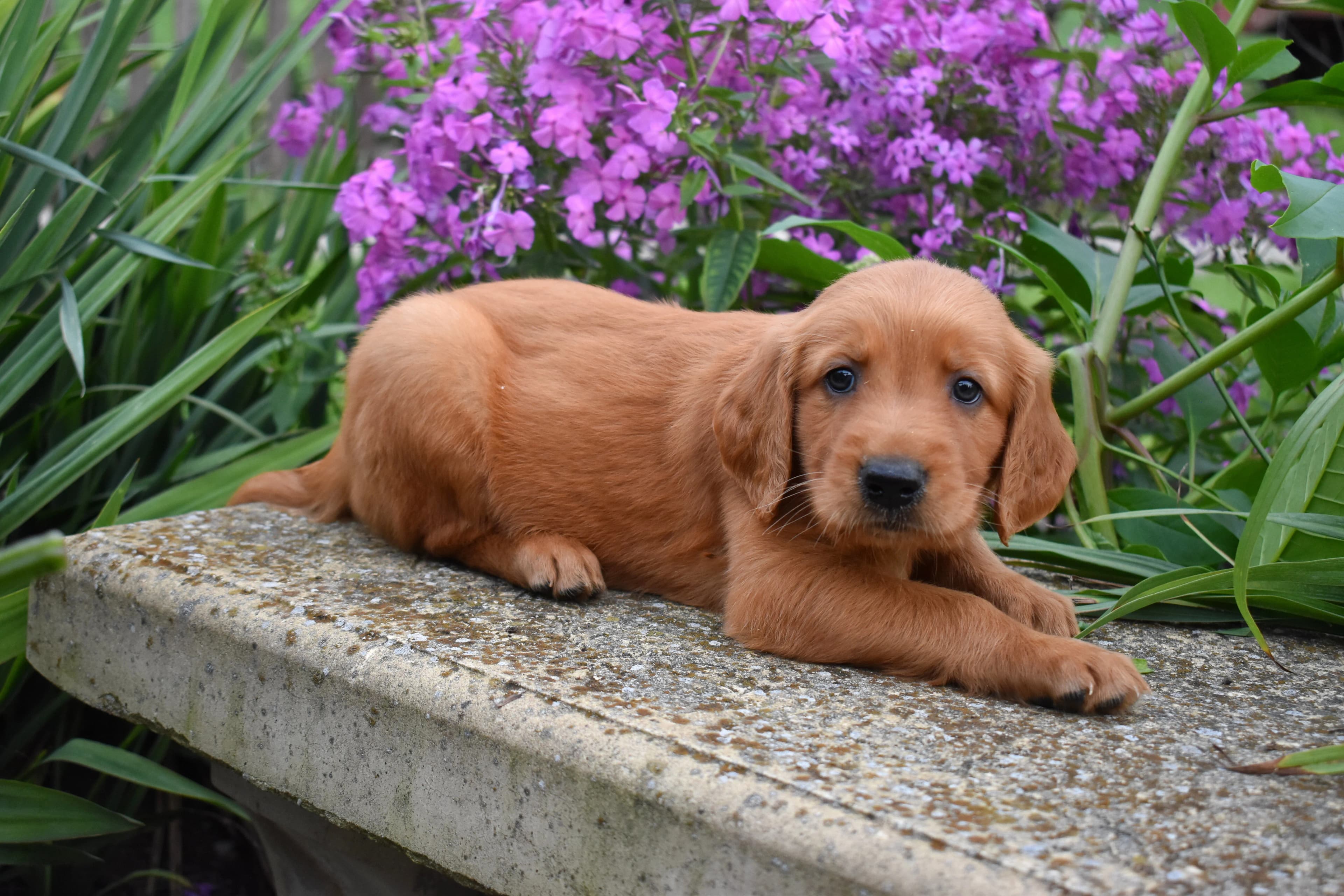 Fitz, Golden Retriever puppy — photo 5