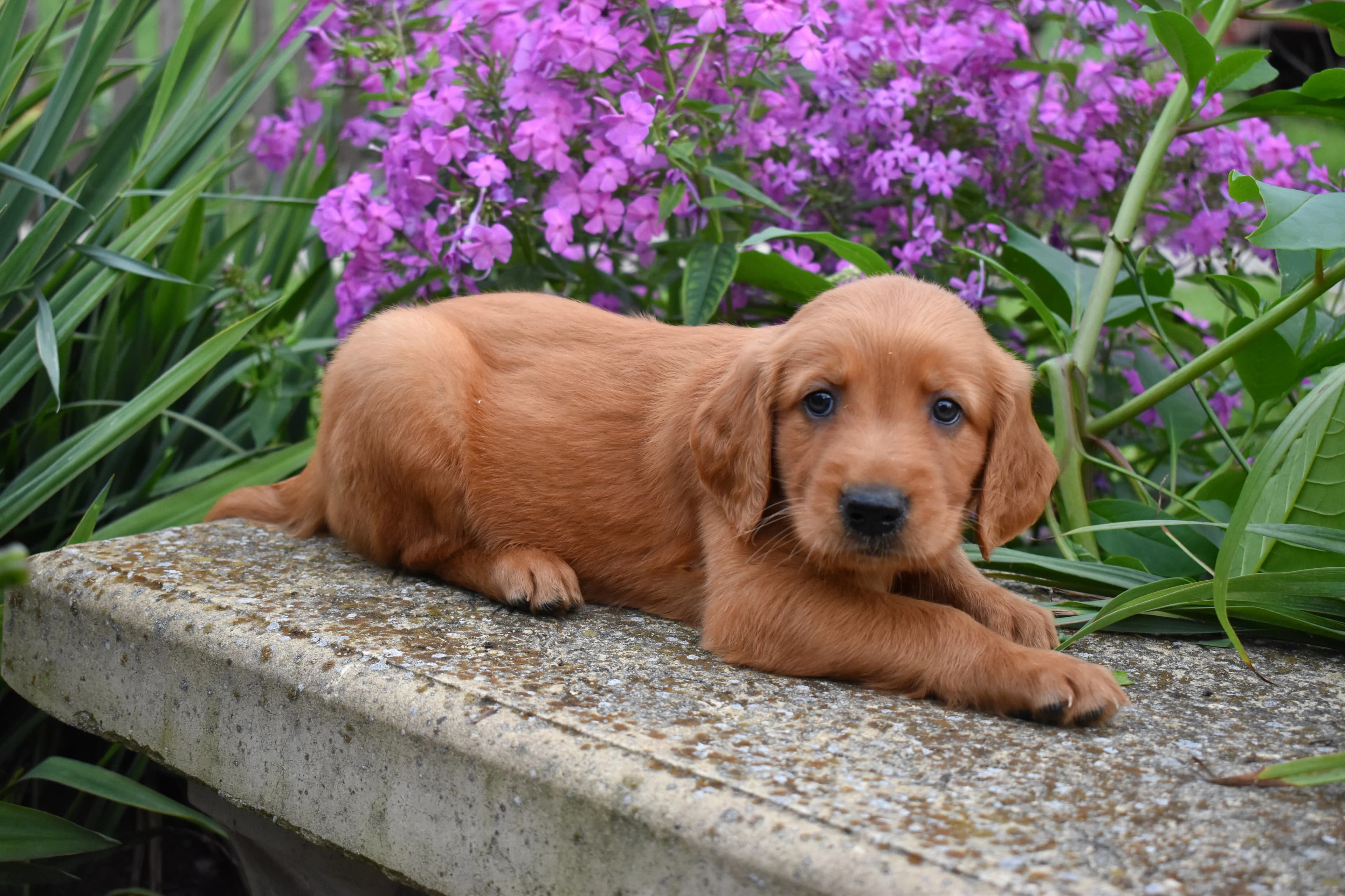 Fitz, Golden Retriever puppy — photo 6