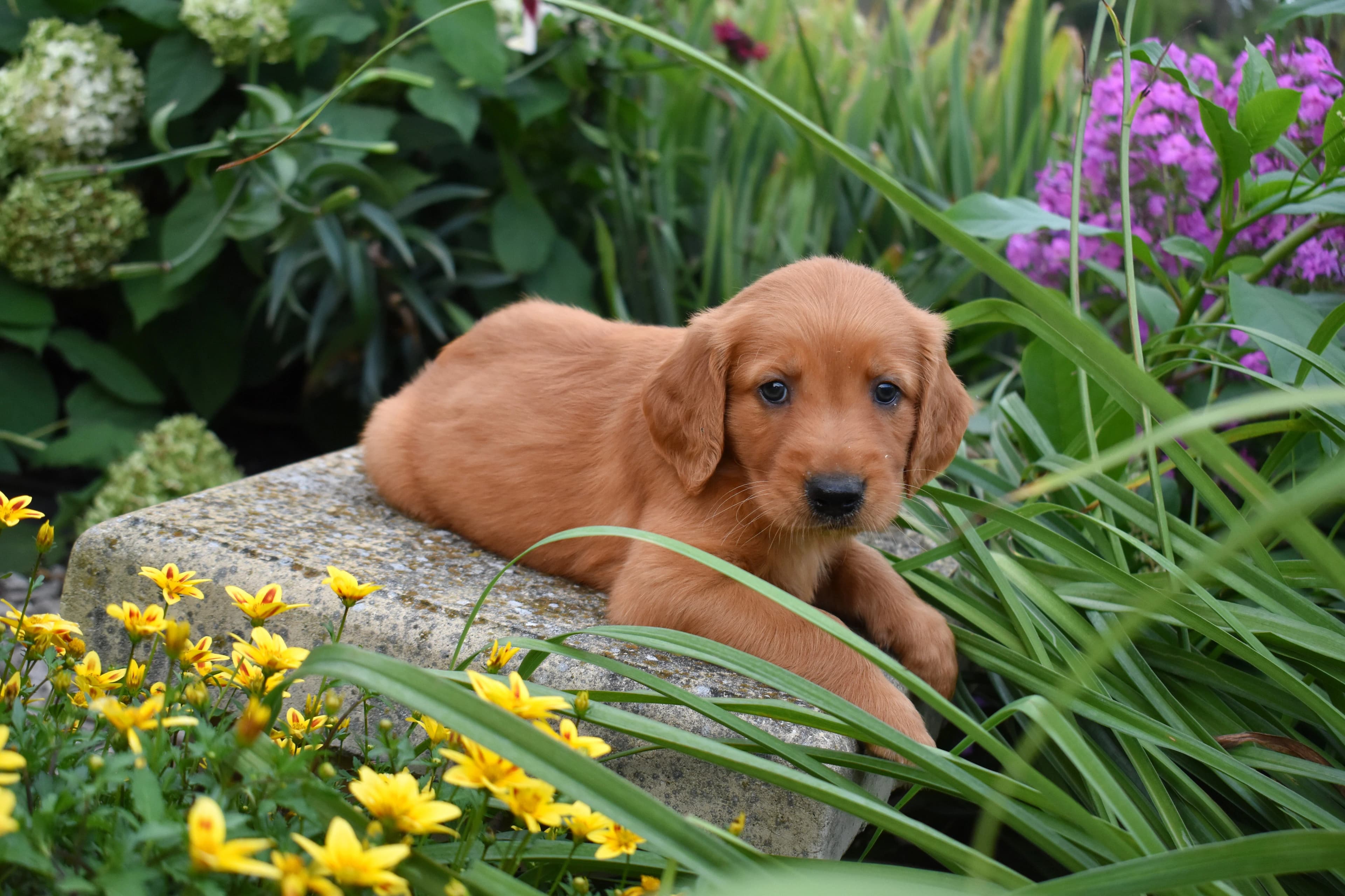 Fitz, Golden Retriever puppy — photo 7