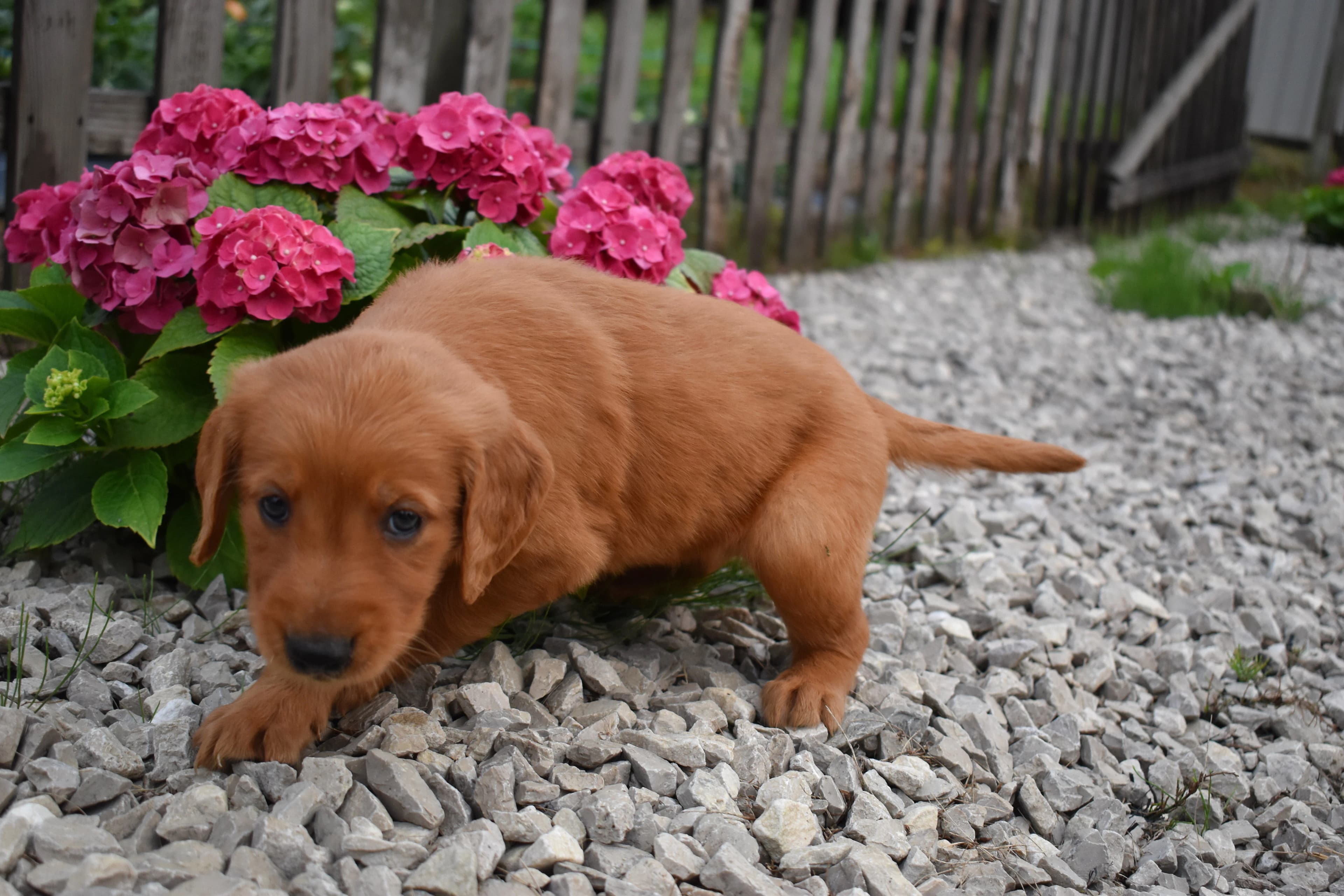 Fitz, Golden Retriever puppy — photo 8