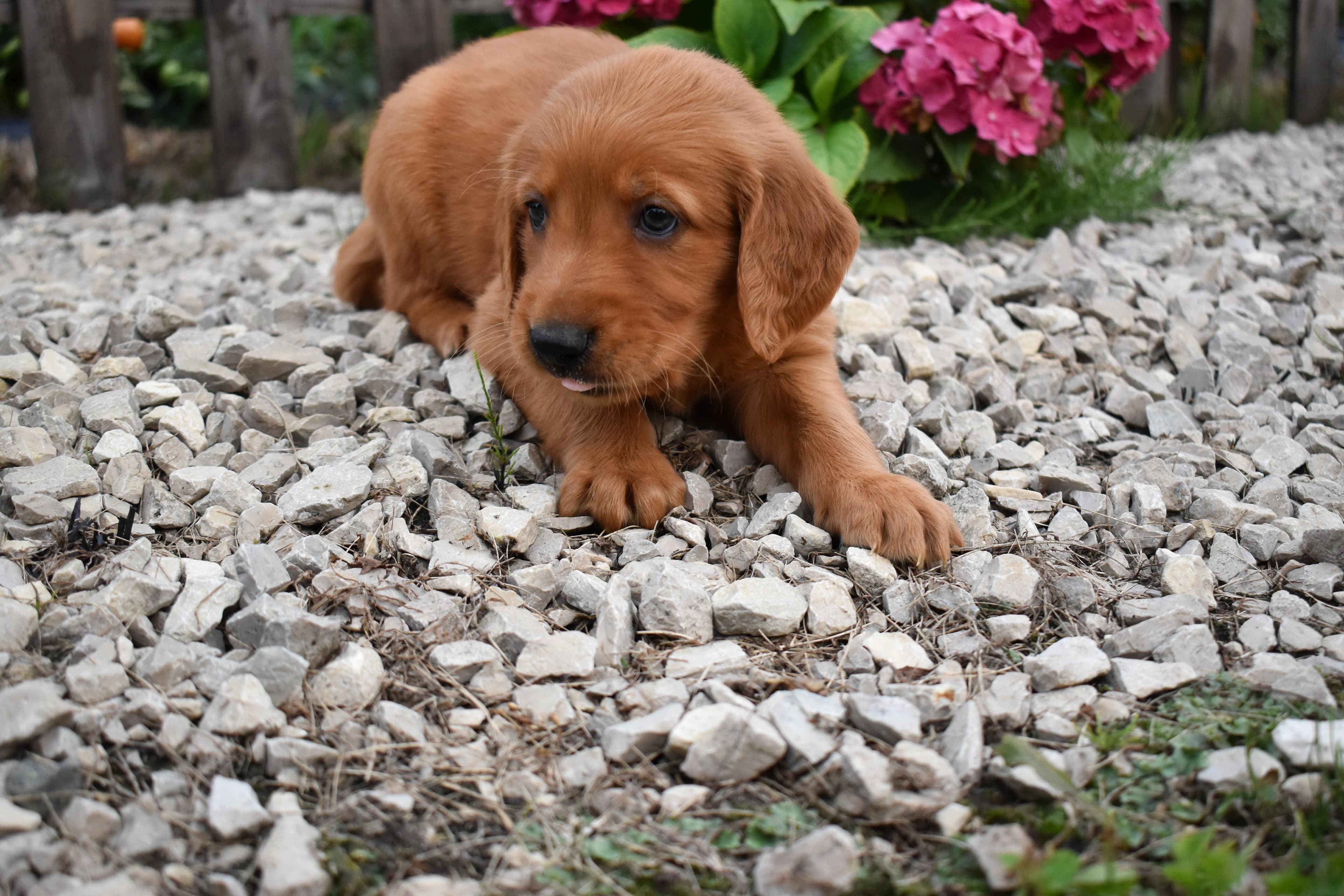Fitz, Golden Retriever puppy — photo 9